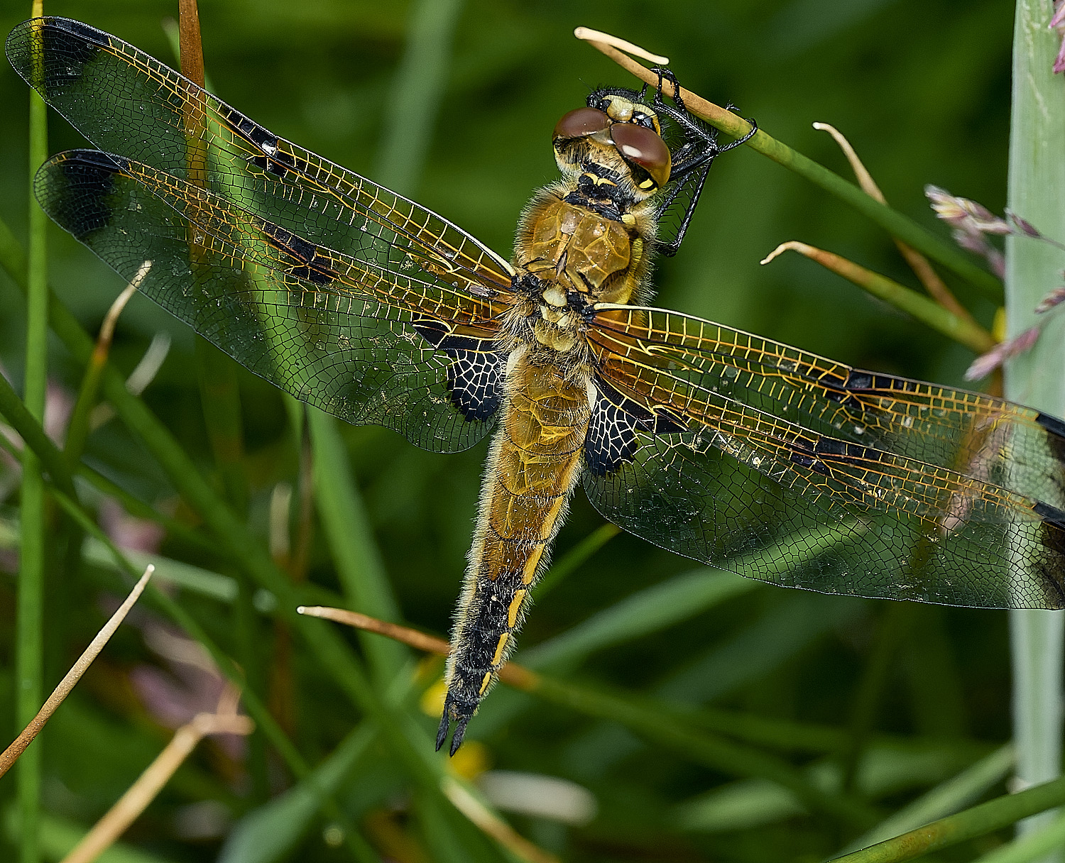BurghCommonFourSpotChaser130626-3