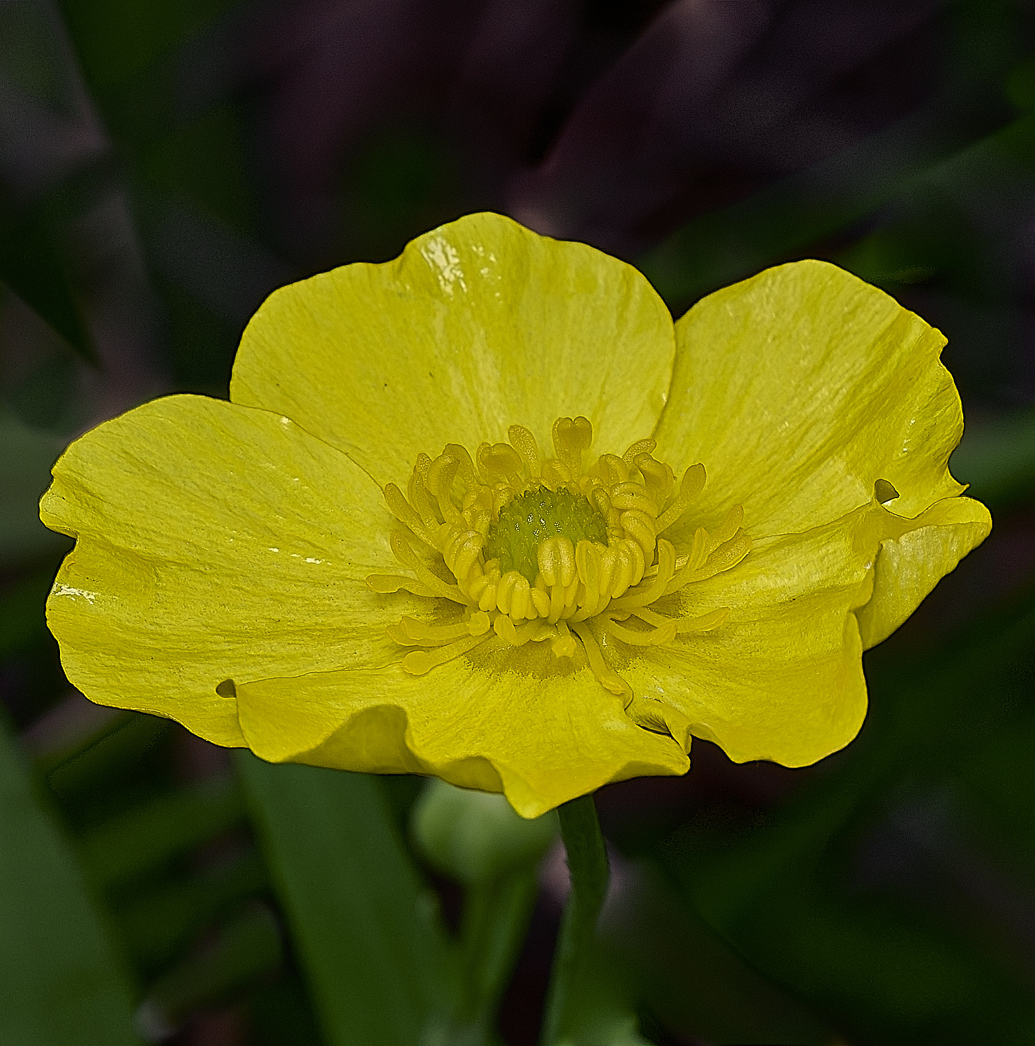 BurghCommonGreaterSpearwort130626-3