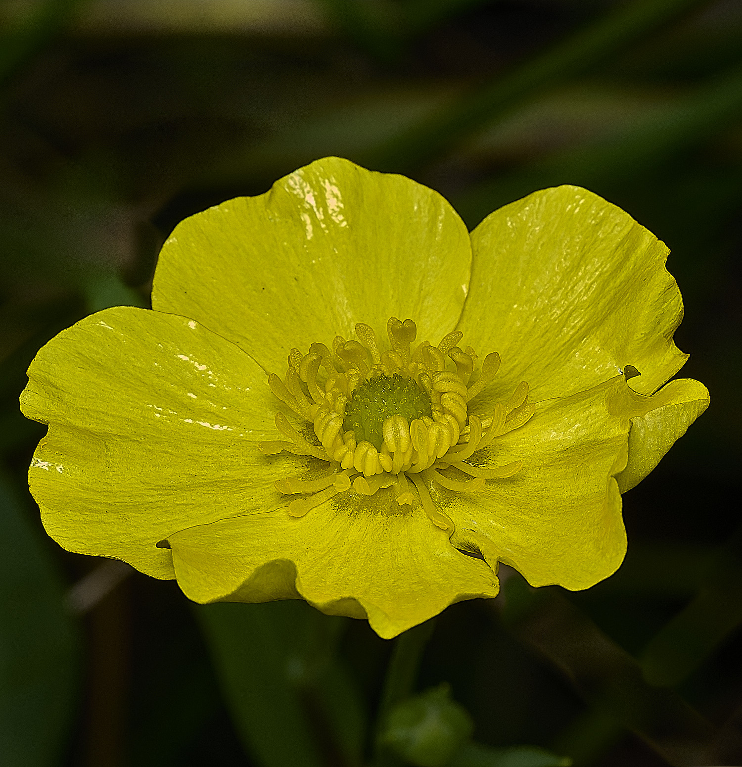 BurghCommonGreaterSpearwort130626-4