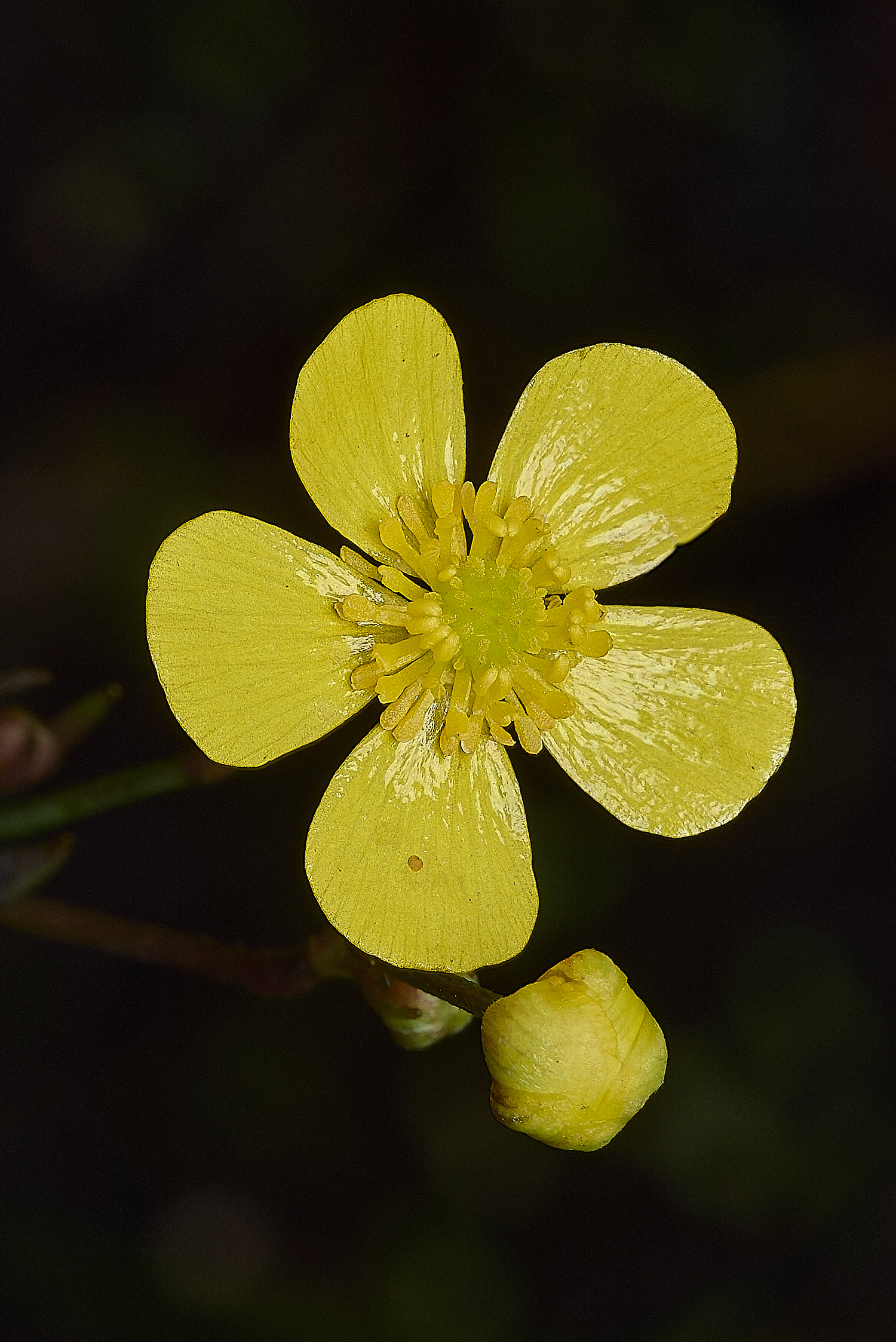 BurghCommonLesserSearwort130626-1