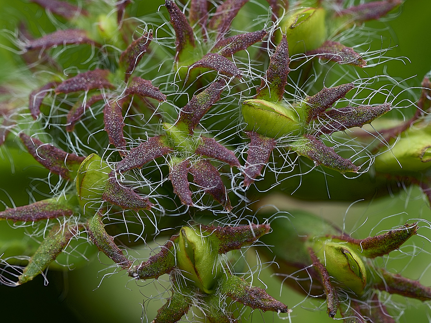 BurghCommonLpedunculatus130626-1