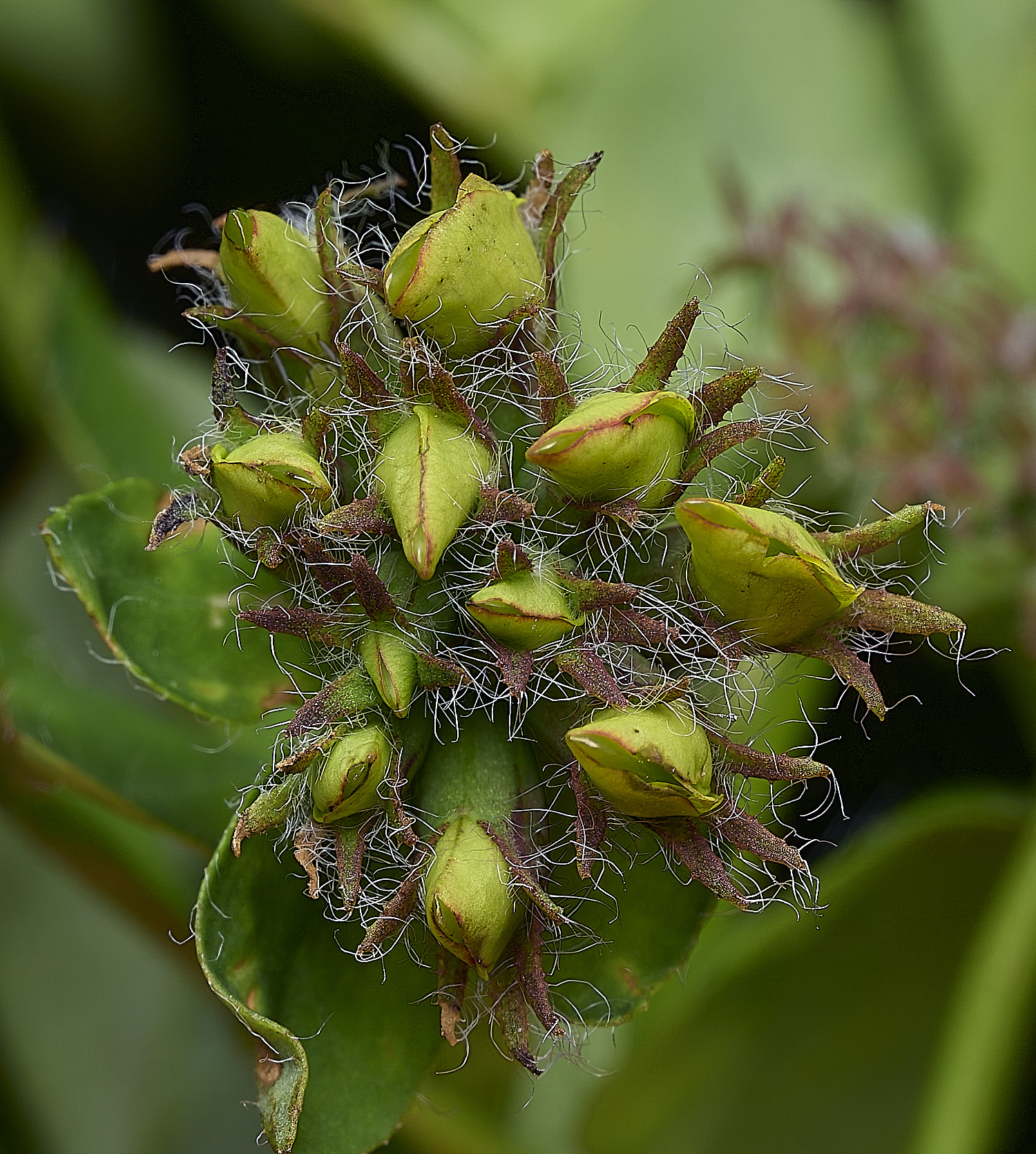 BurghCommonLpedunculatus130626-4