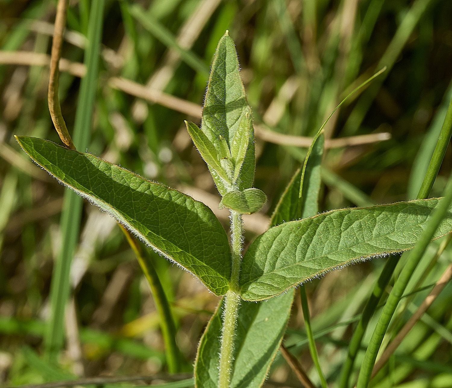BurghCommonLysimachia130626-2