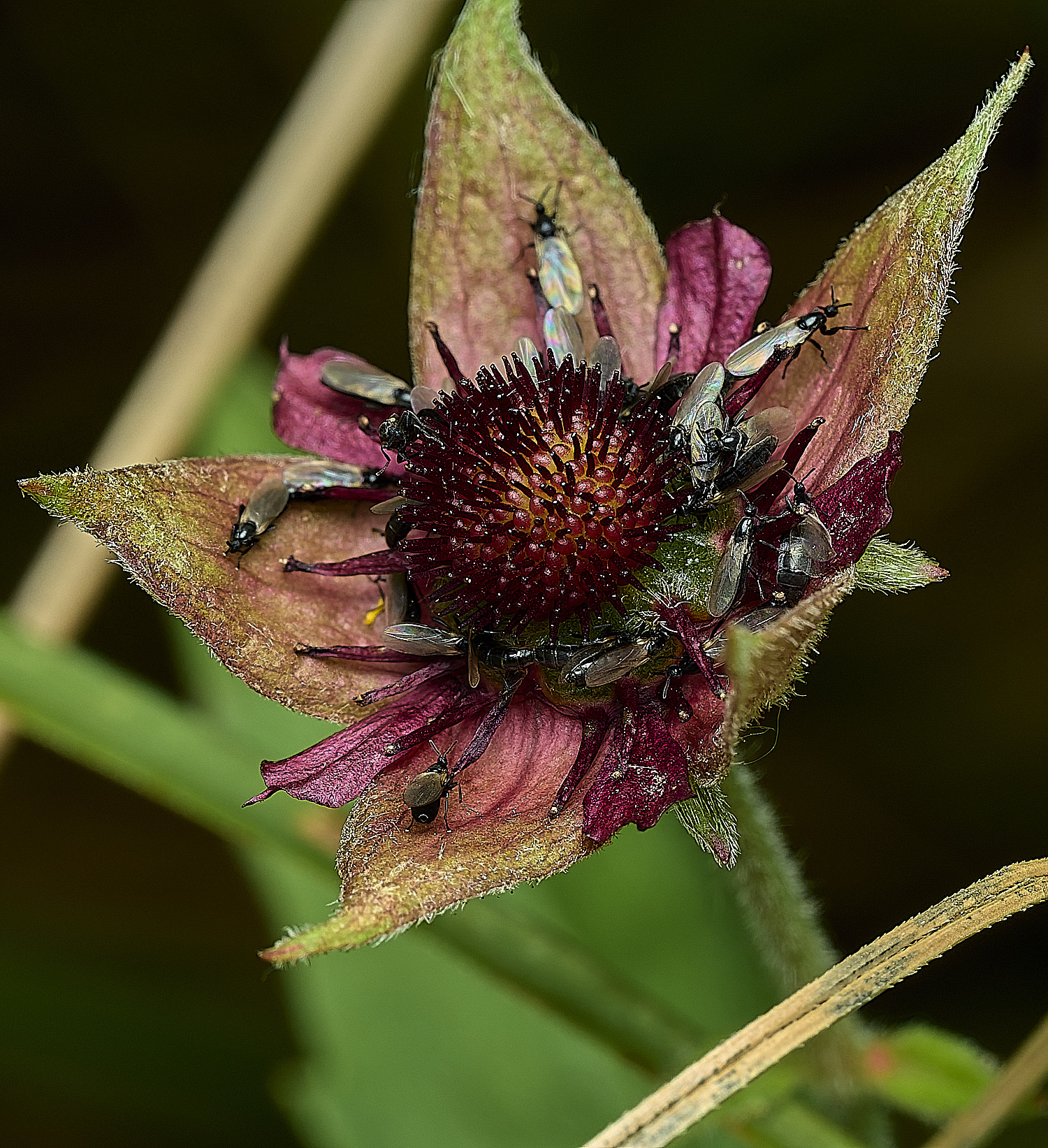 BurghCommonMarshCinquefoil131126-1130626-1