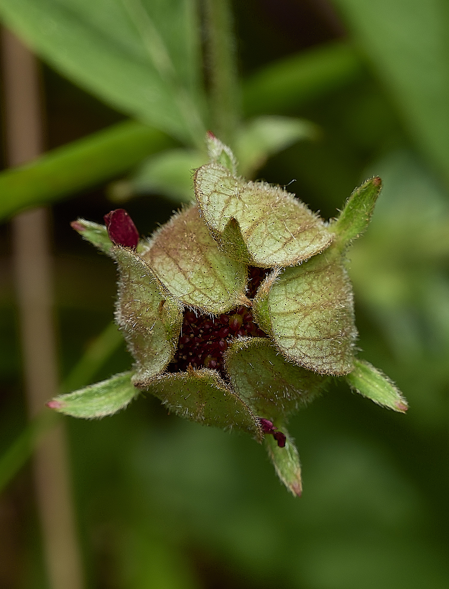 BurghCommonMarshCinquefoil131126-4