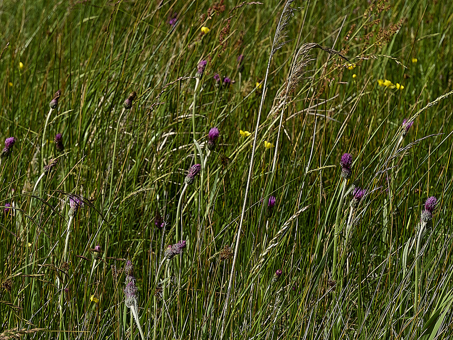 BurghCommonMeadowTihstle130626-2