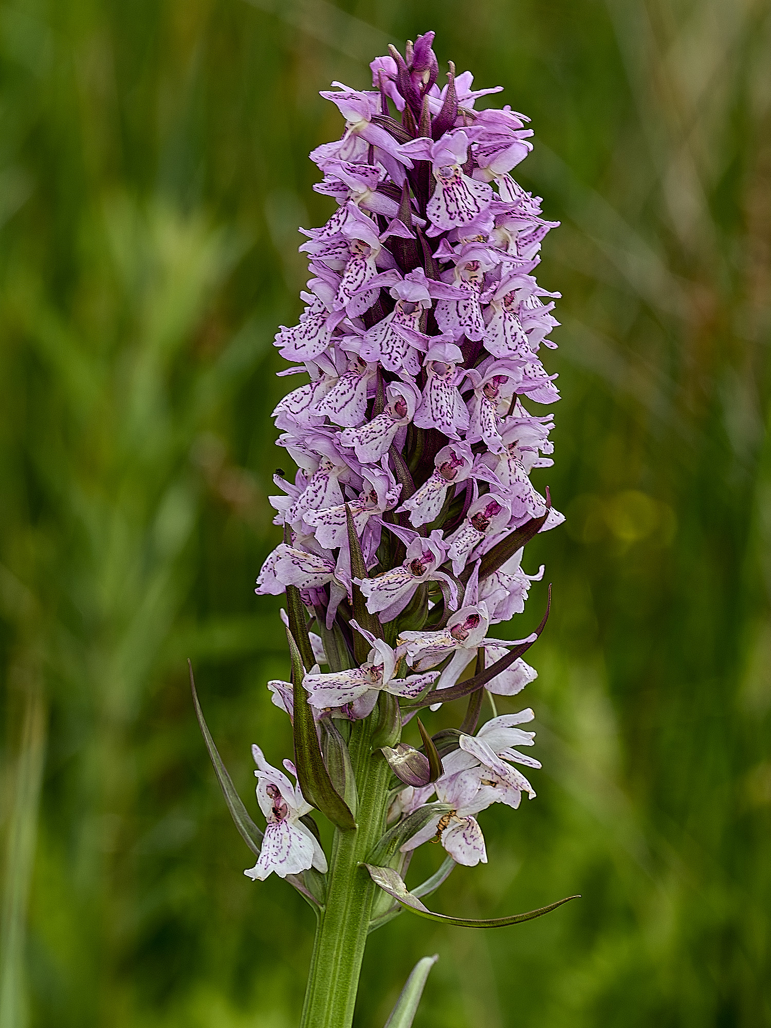 BurghCommonOrchid130626-1