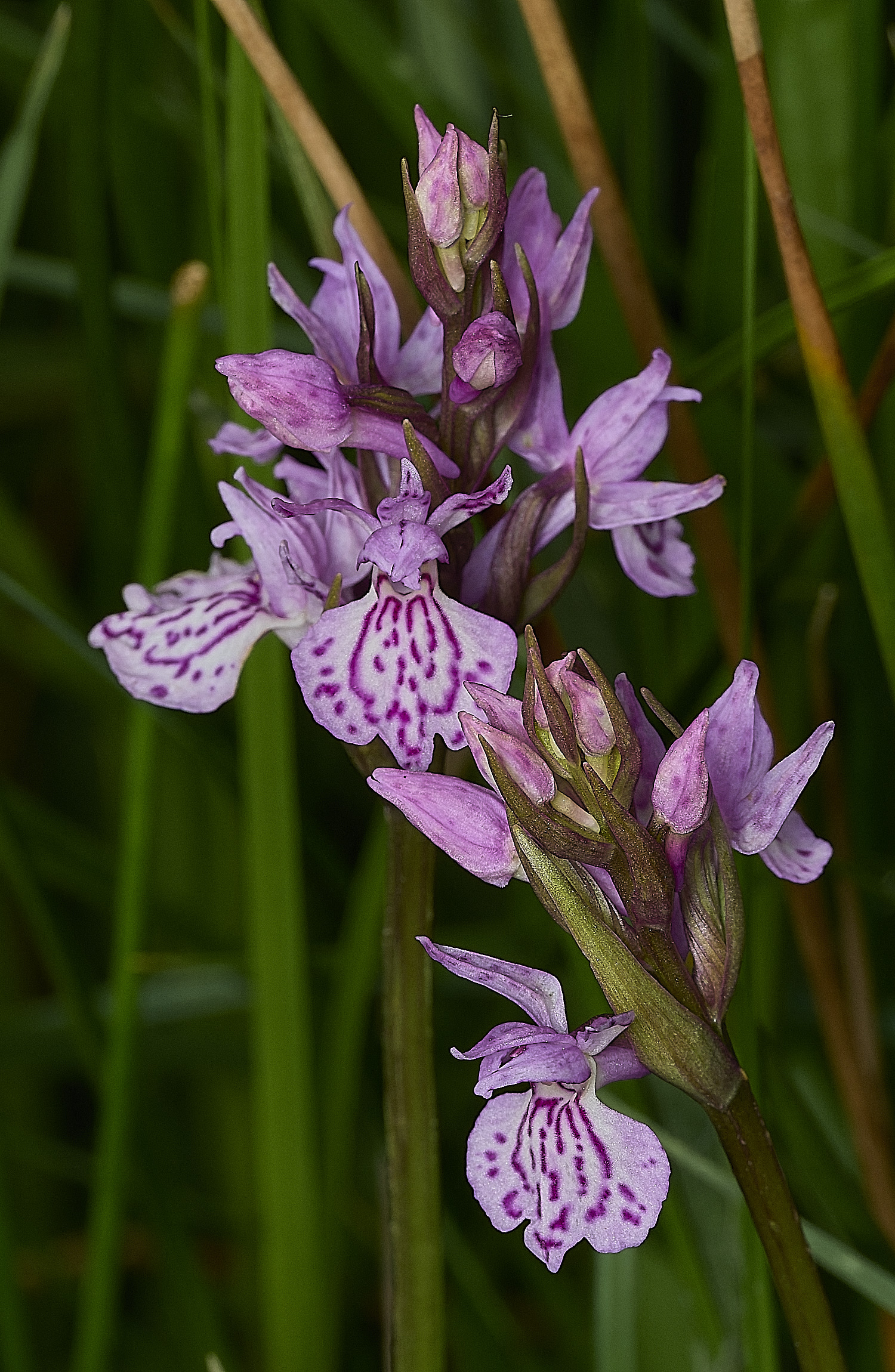 BurghCommonOrchid230626-