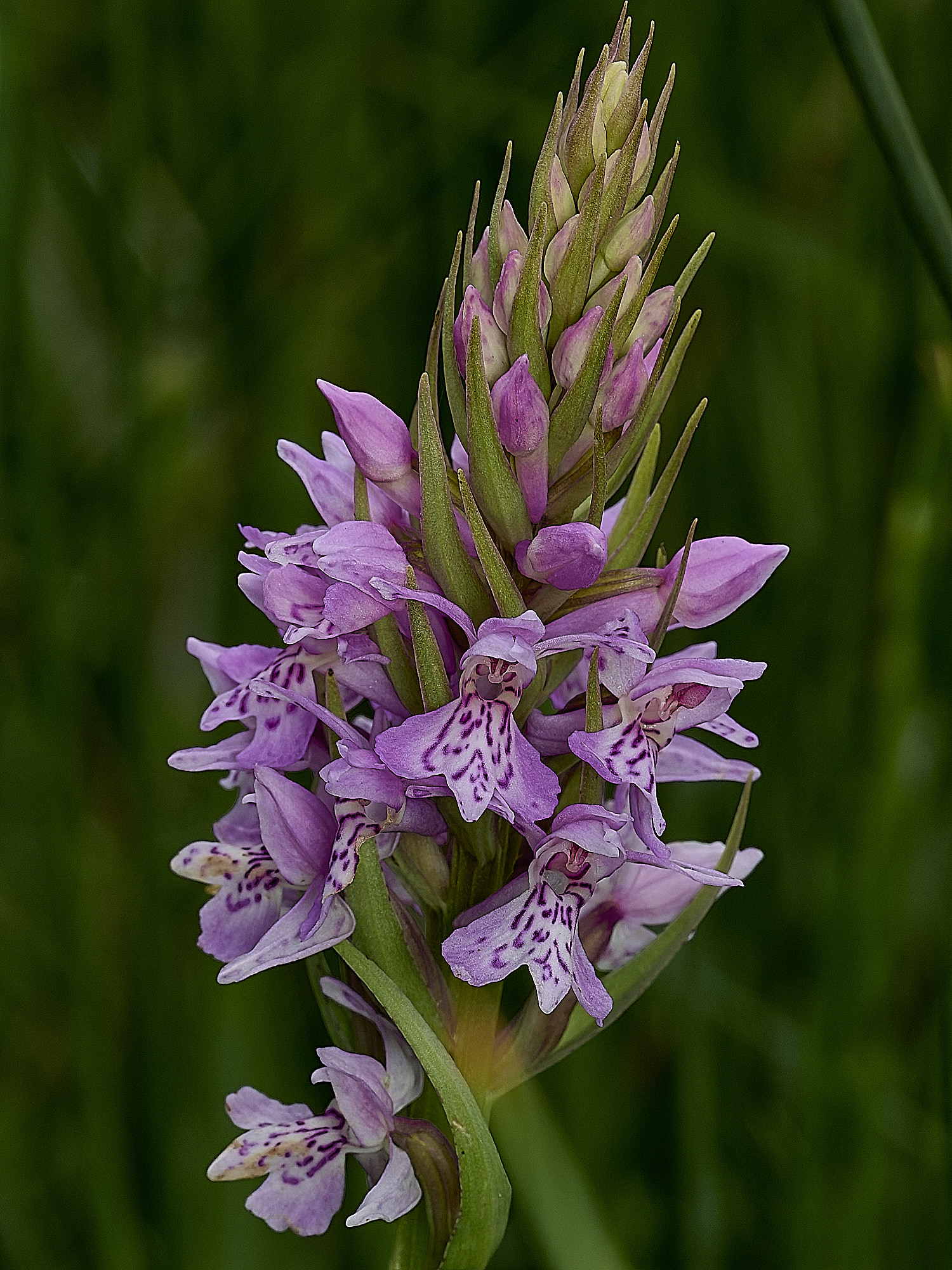 BurghCommonOrchid230626-1