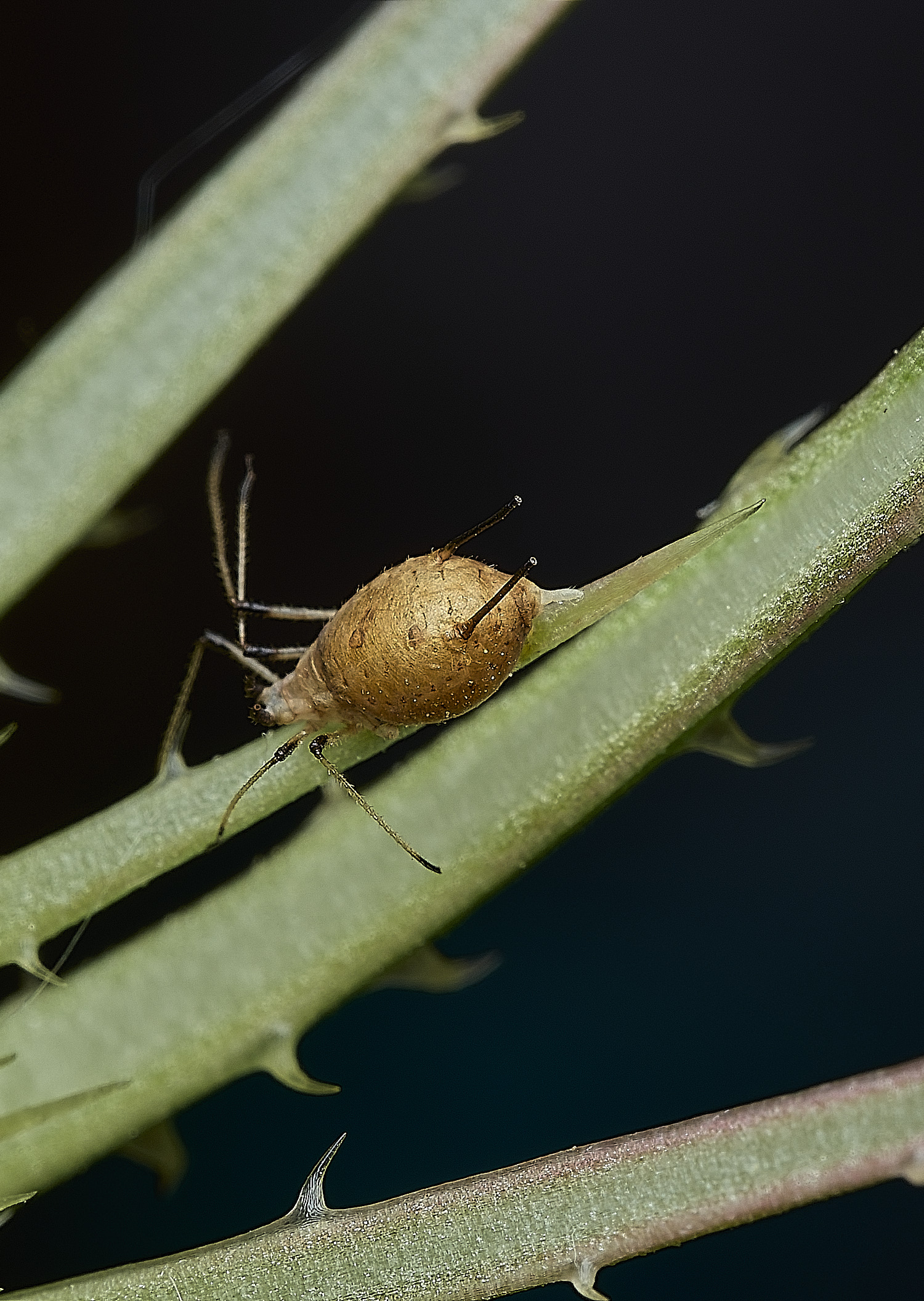 BurghCommonParasatizedAphid131126-1