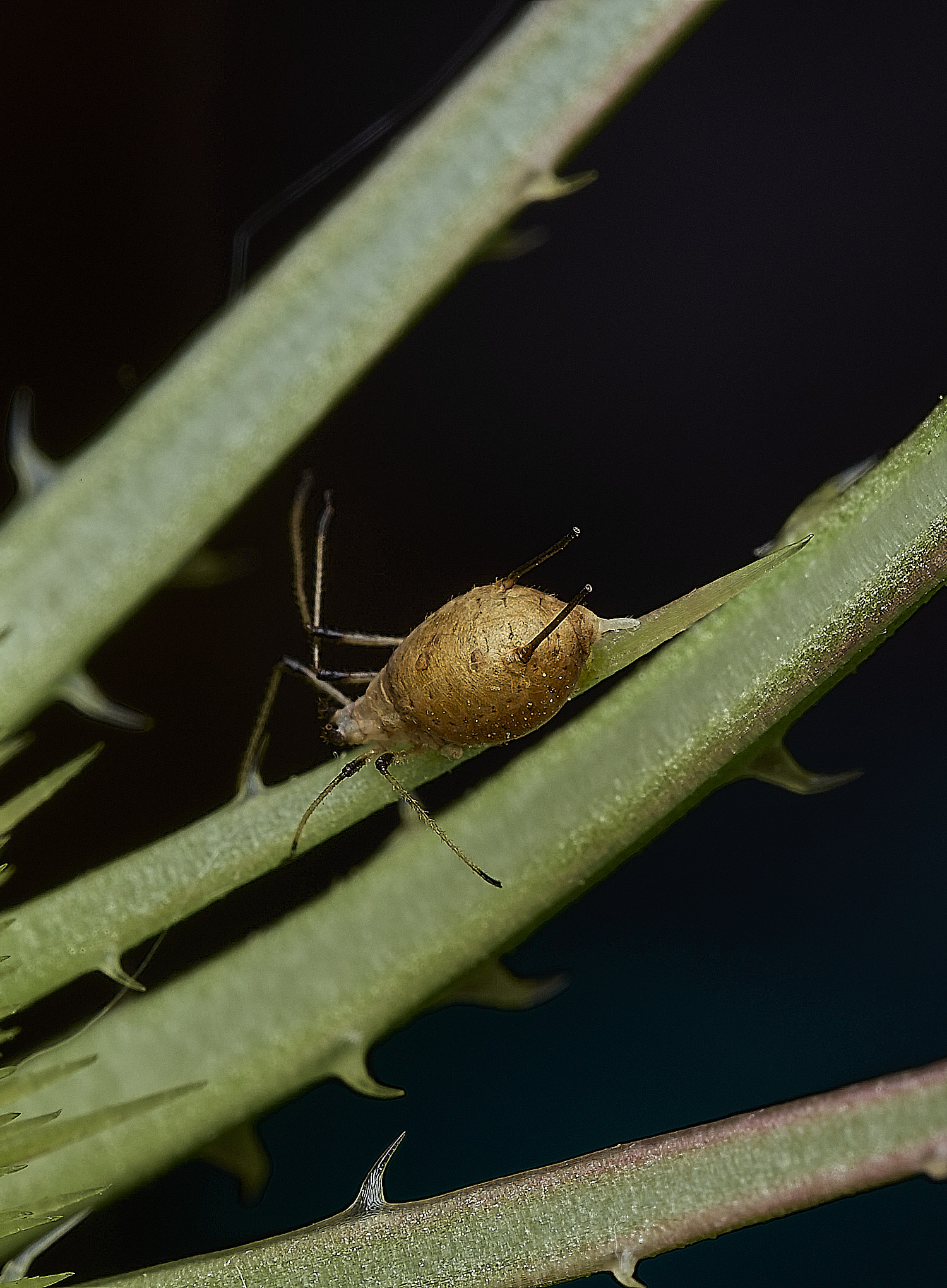 BurghCommonParasatizedAphid131126-2