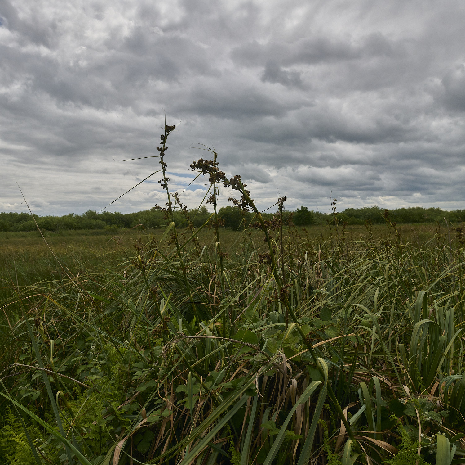 BurghCommonSawSedge130626-1