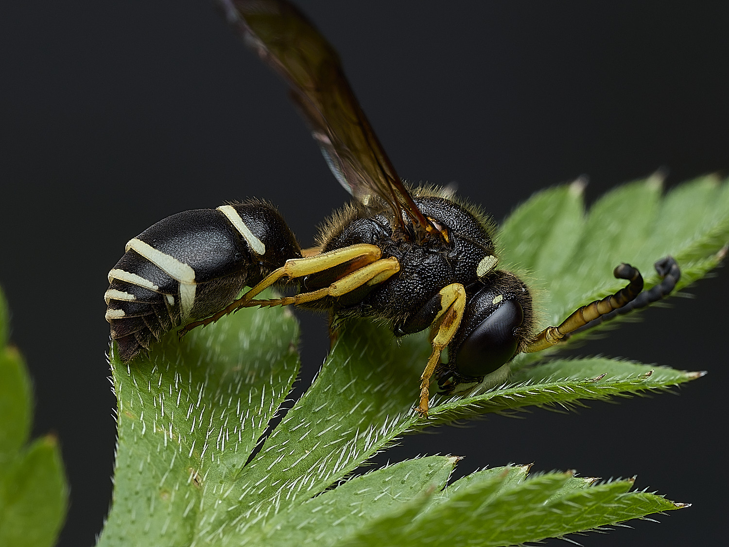 BurghCommonWasp131126-1