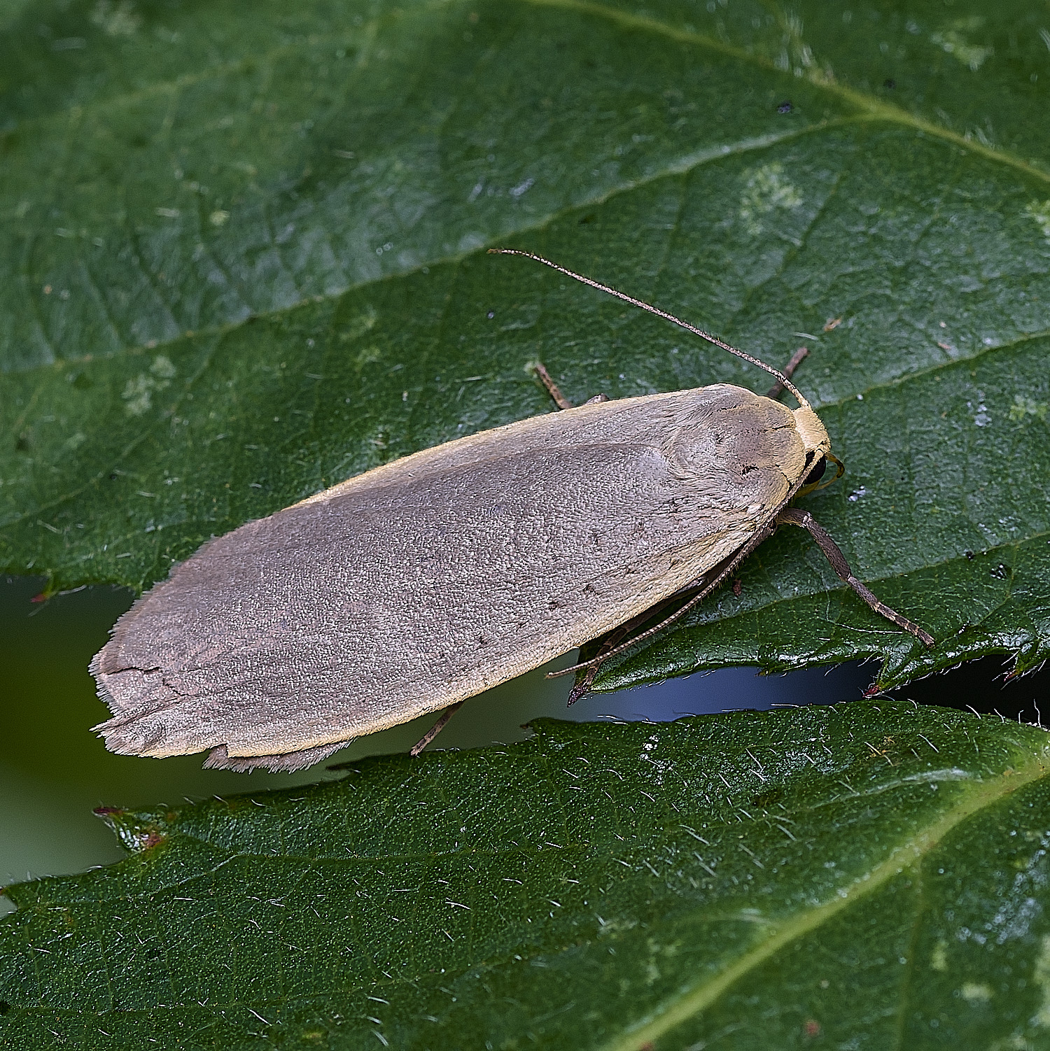 ColneyWoodsFootman100726-1