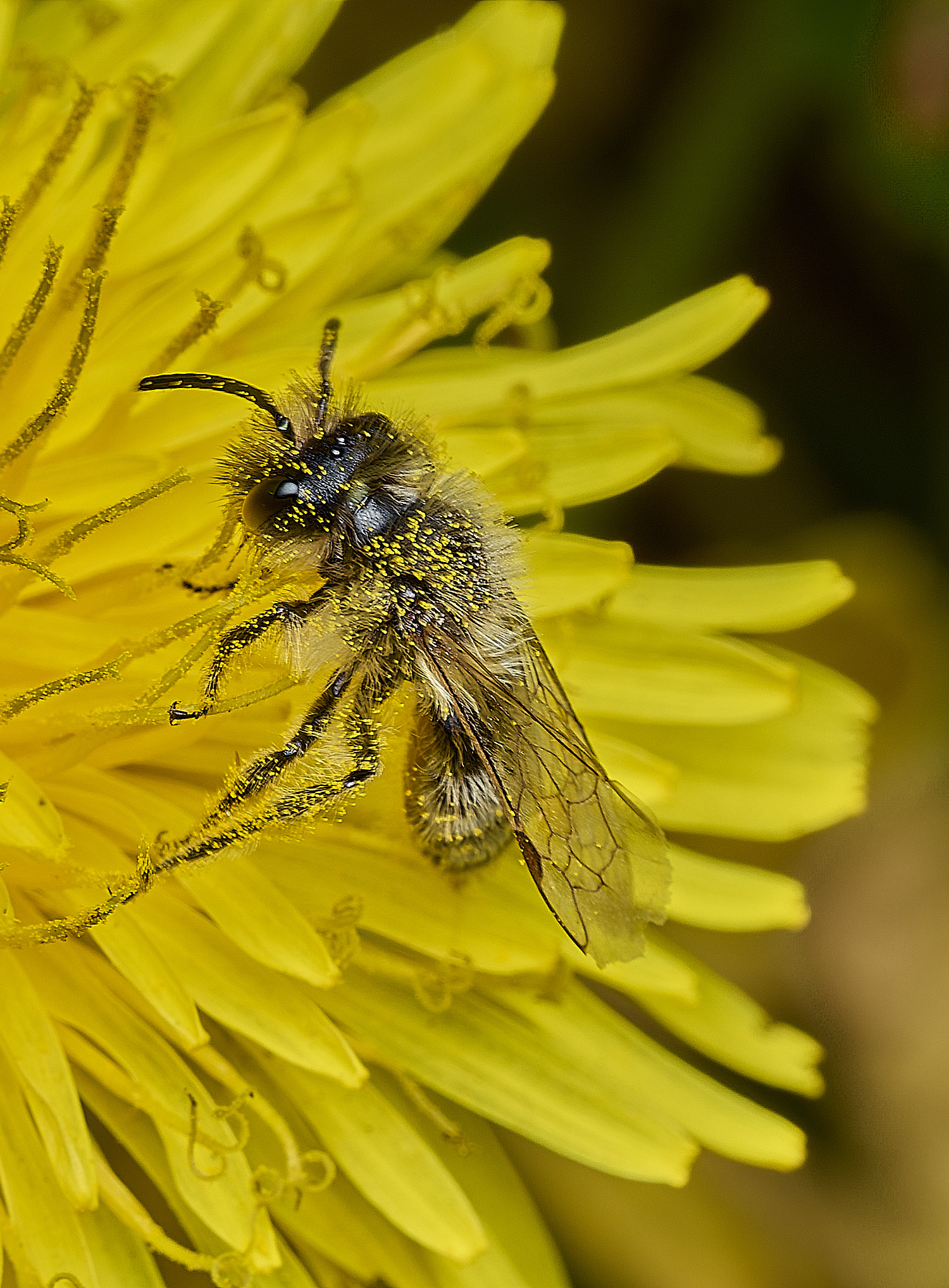 CromerAndrenaSp260426-1