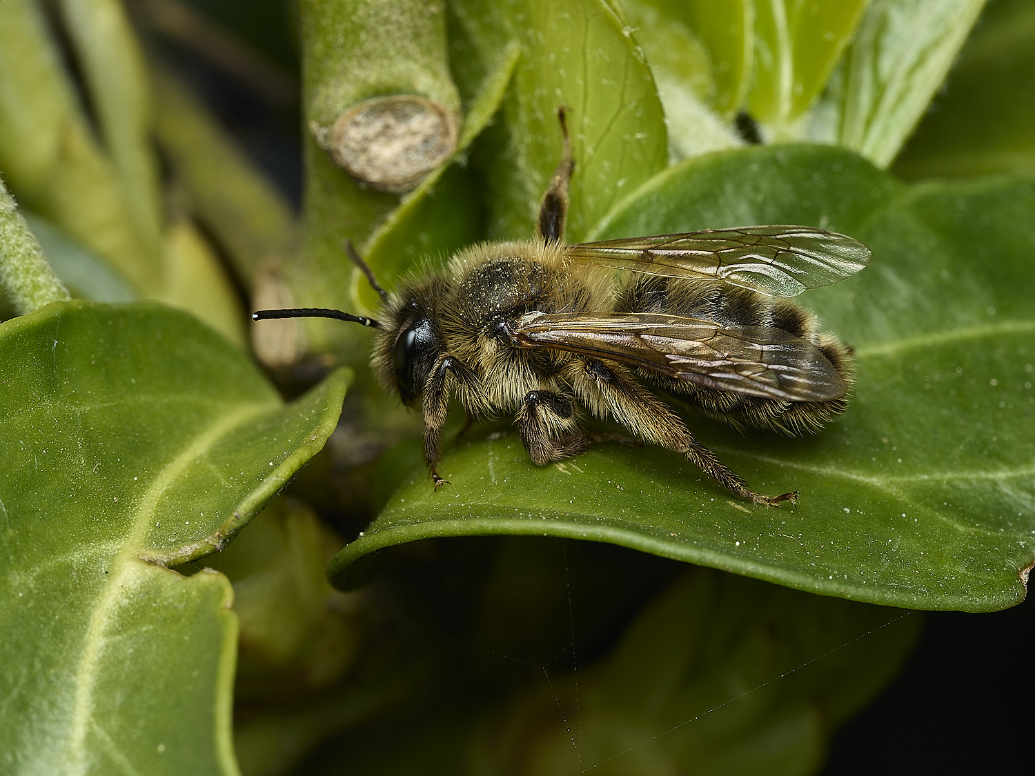 CromerBee260426-1