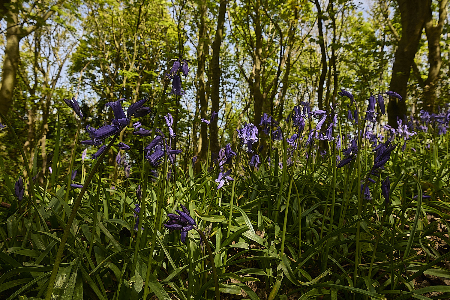 CromerBluebells260426-2