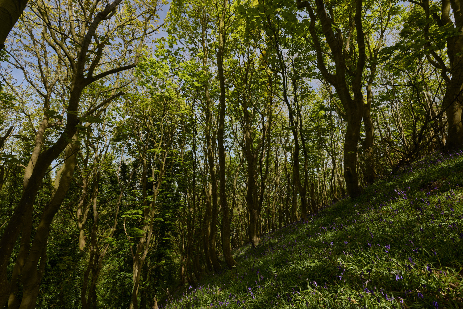 CromerBluebells260426-3