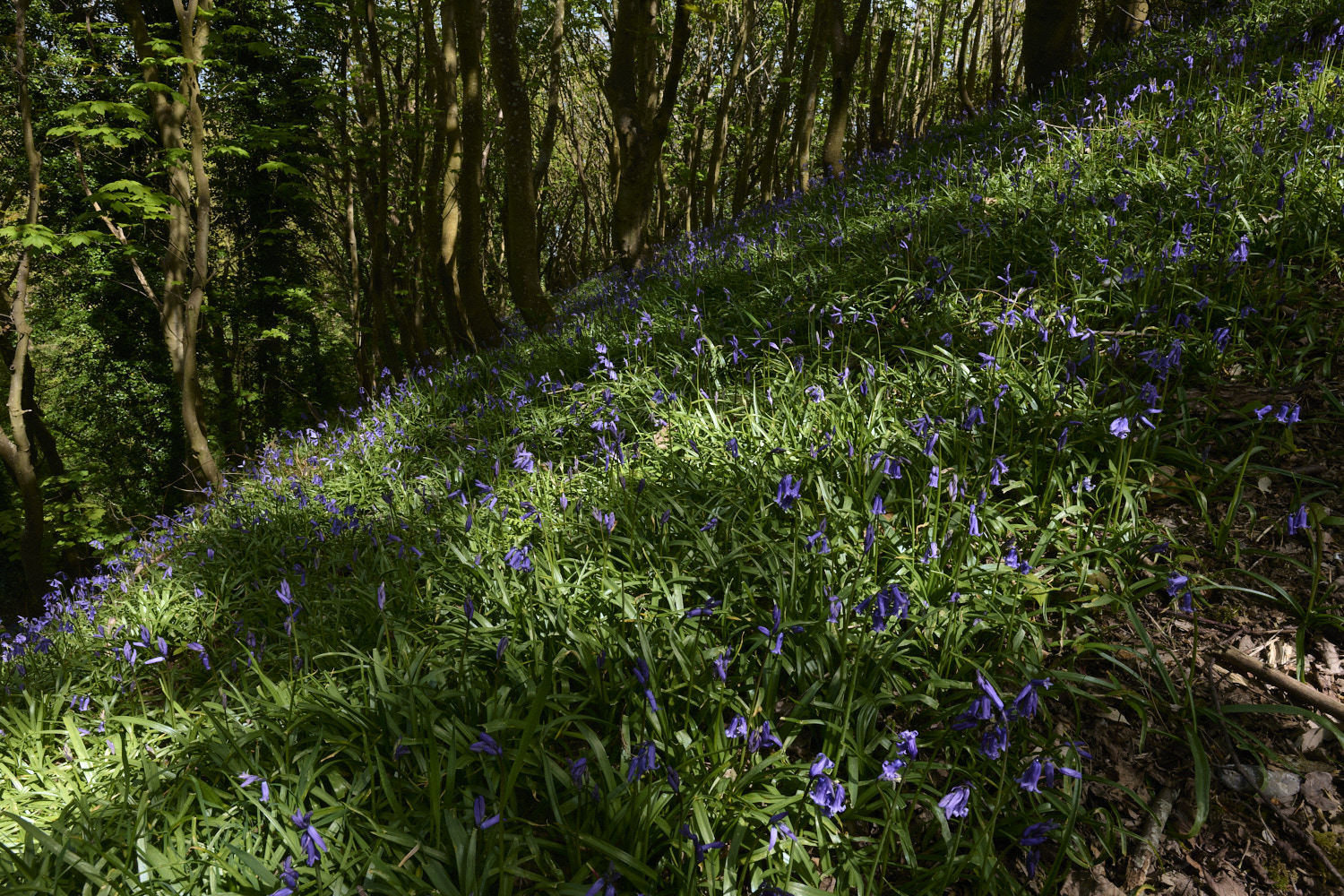 CromerBluebells260426-4