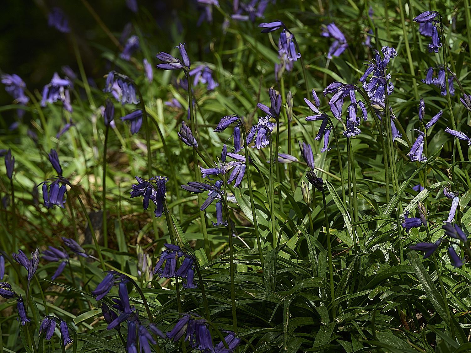 CromerBluebells260426-1