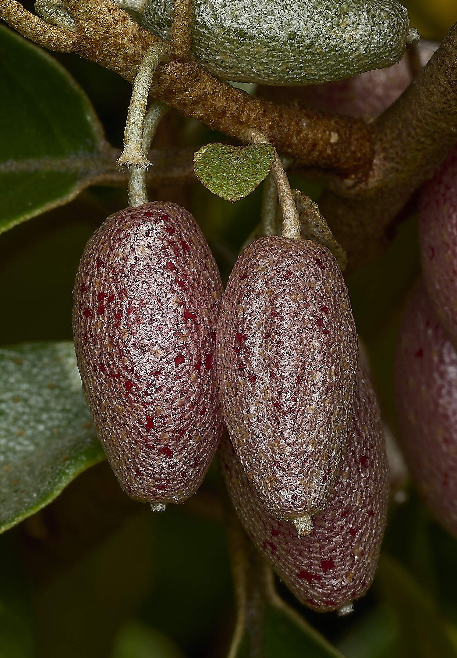 CromerFruit260426-1