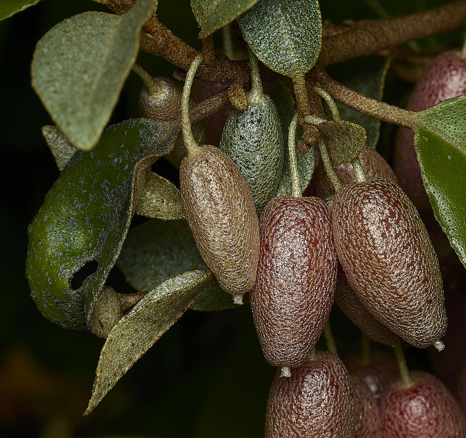 CromerFruit260426-2