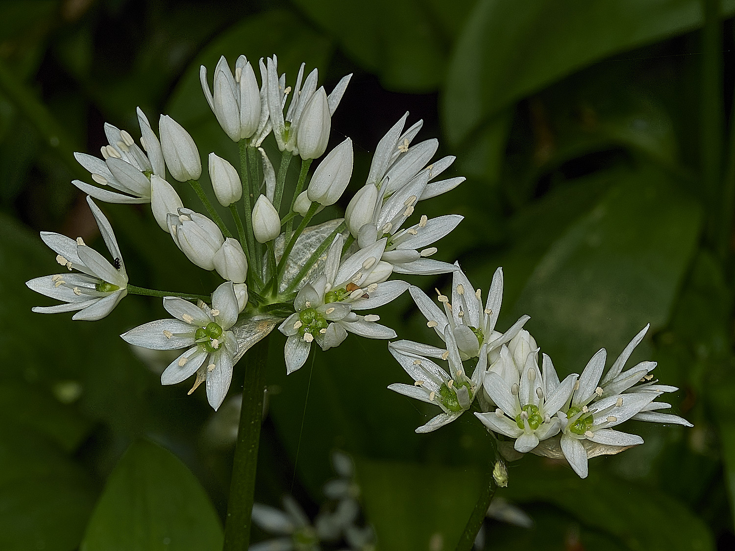 CromerRamsons260426-2