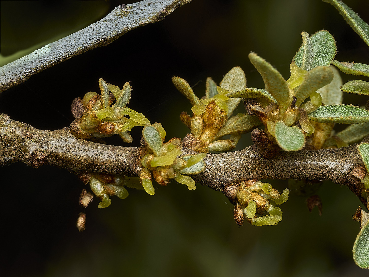 CromerSeaBuckthorn260426-1