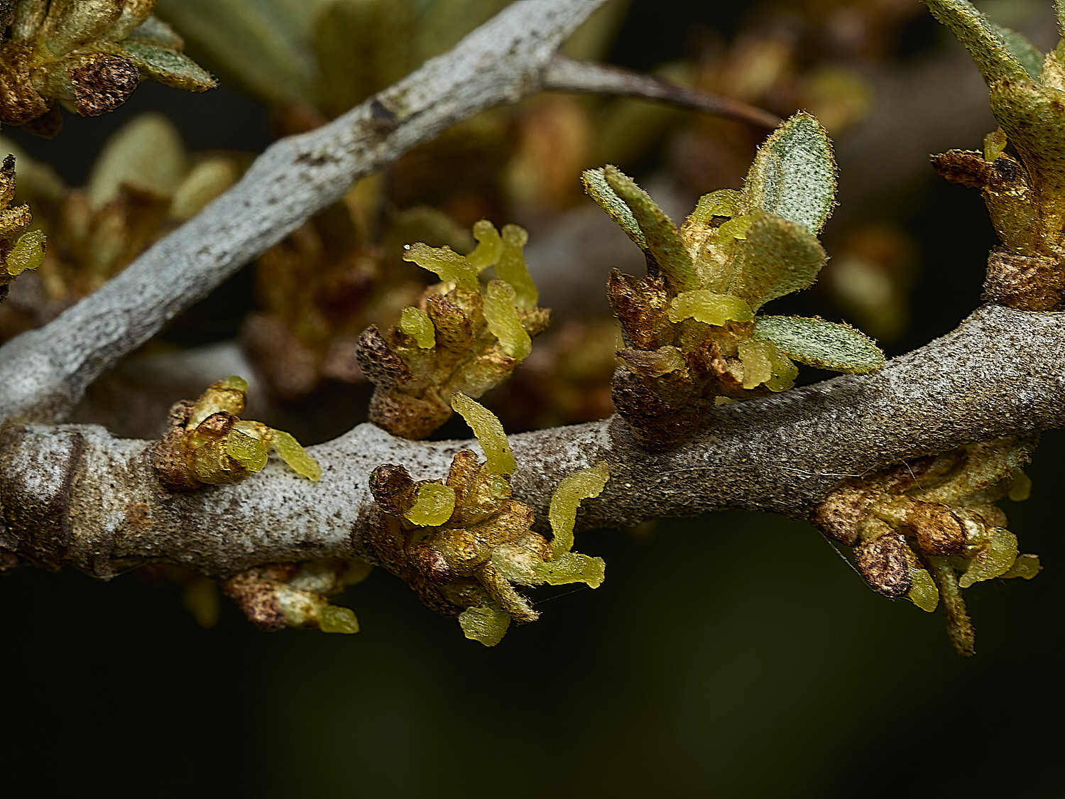 CromerSeaBuckthorn260426-3