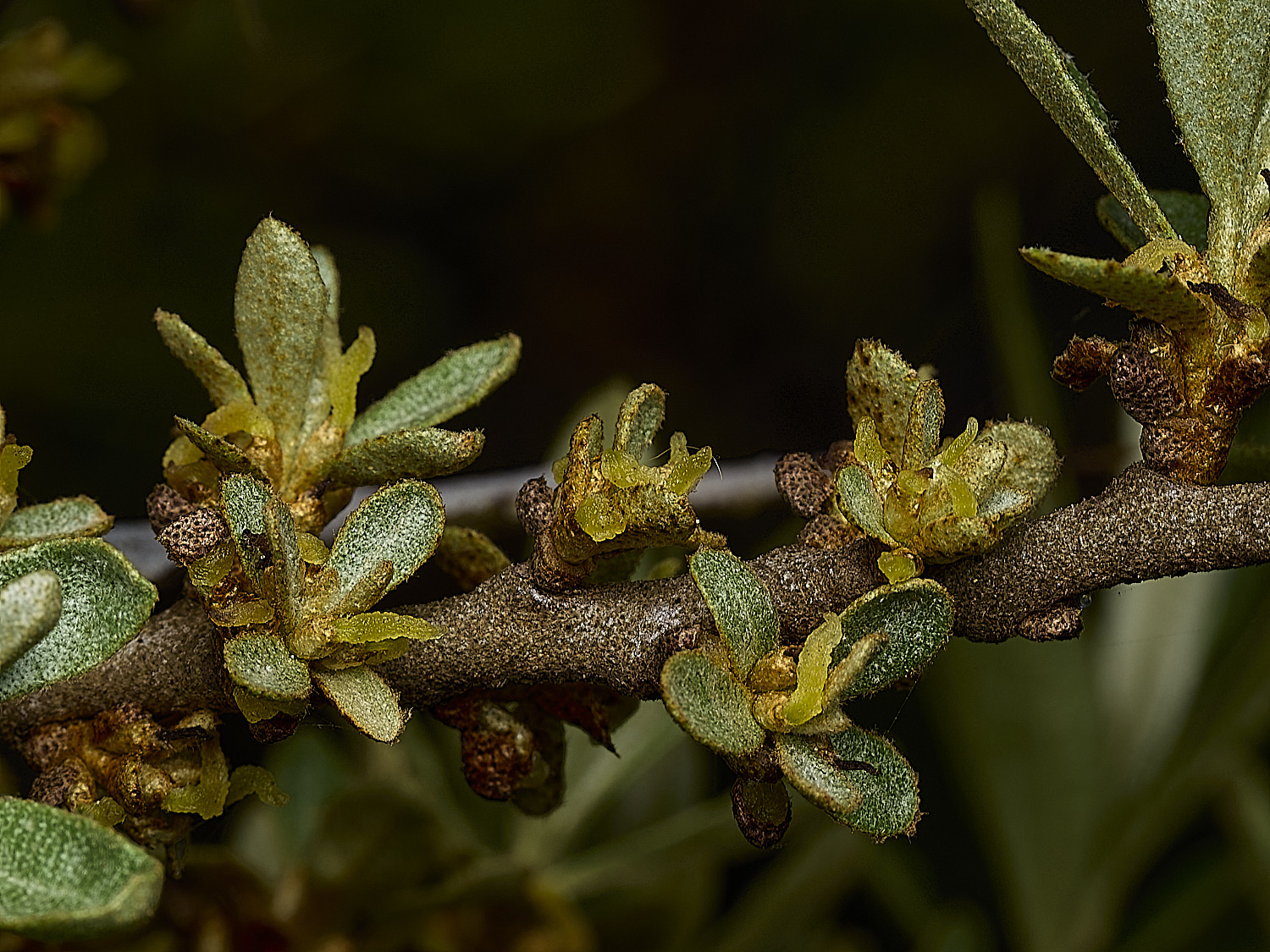 CromerSeaBuckthorn260426-4