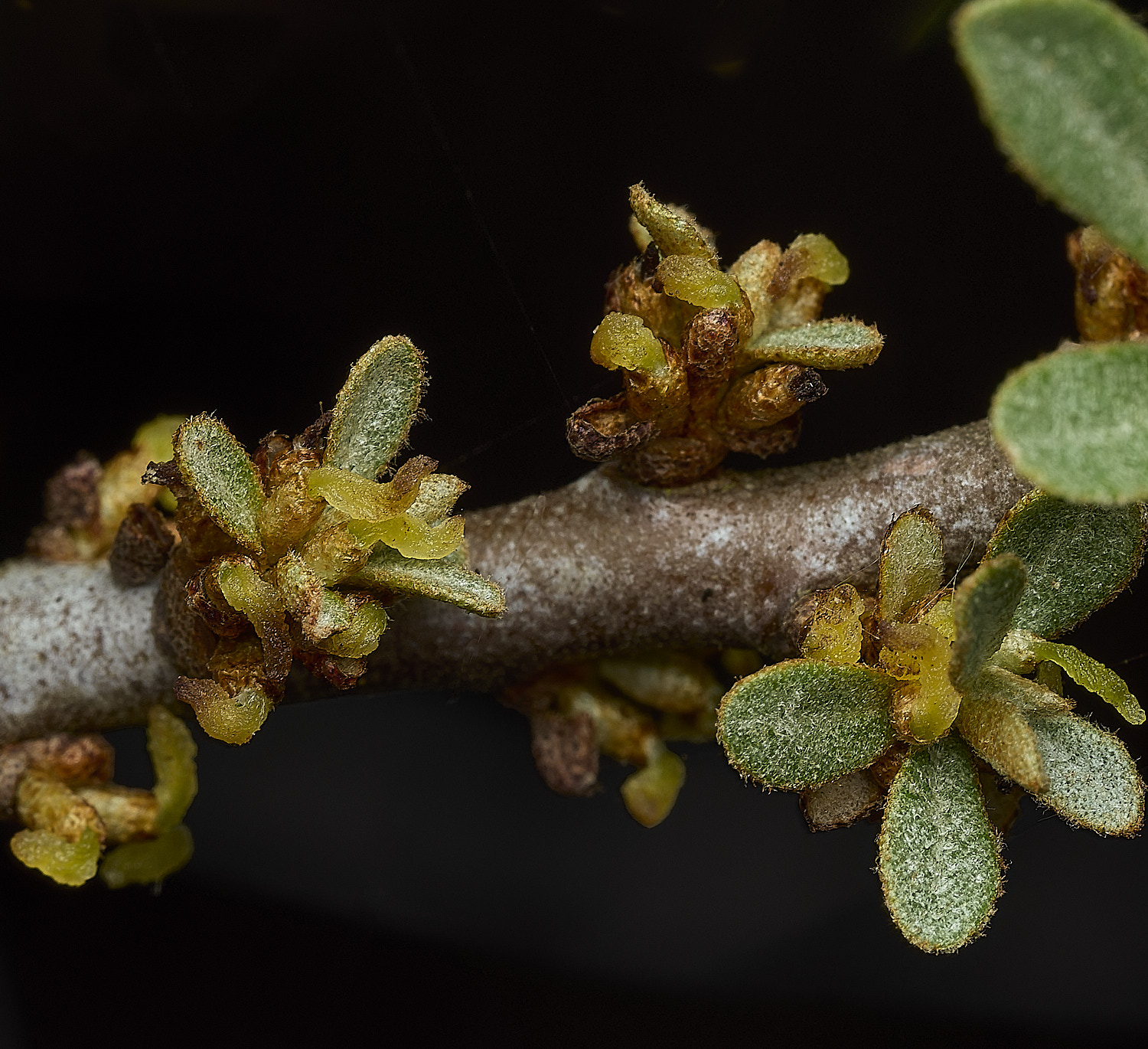 CromerSeaBuckthorn260426-6