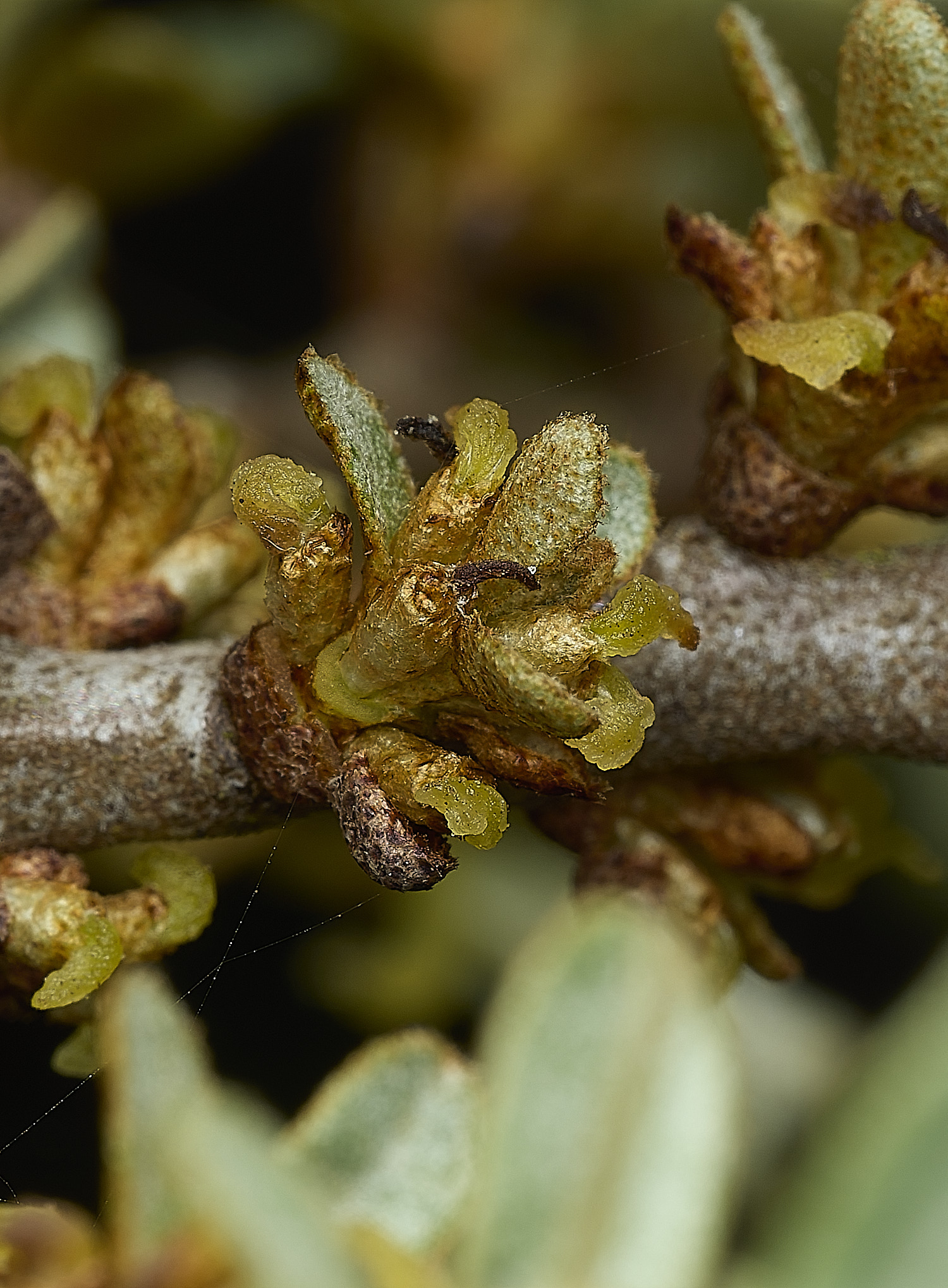 CromerSeaBuckthorn260426-7