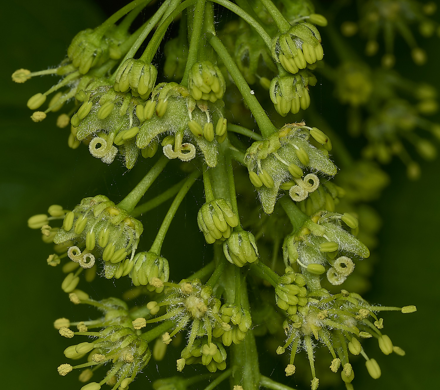 CromerSycamore260426-3