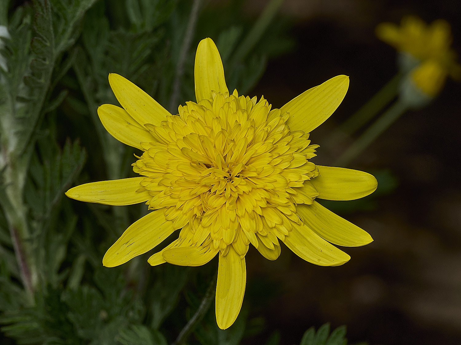 CromerYellow260426-1