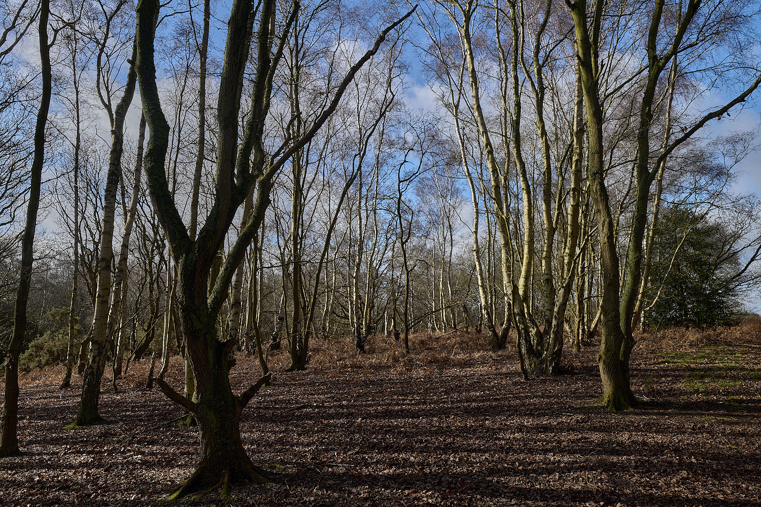 DersinghamFen010326-1