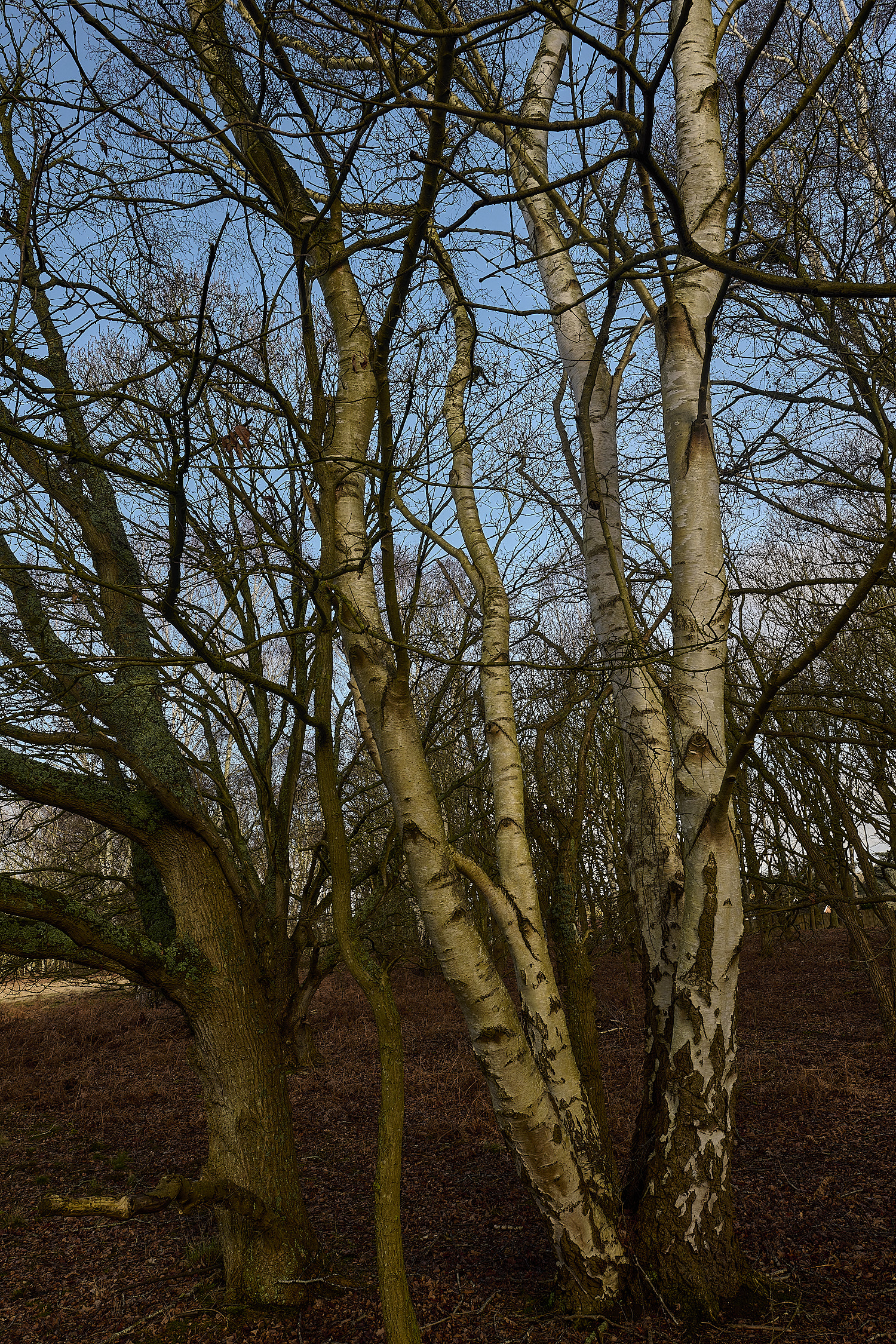 DersinghamFen010326-3