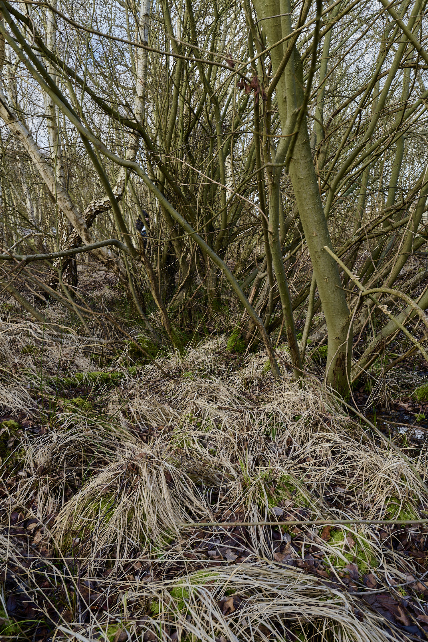 DersinghamFen010326-9