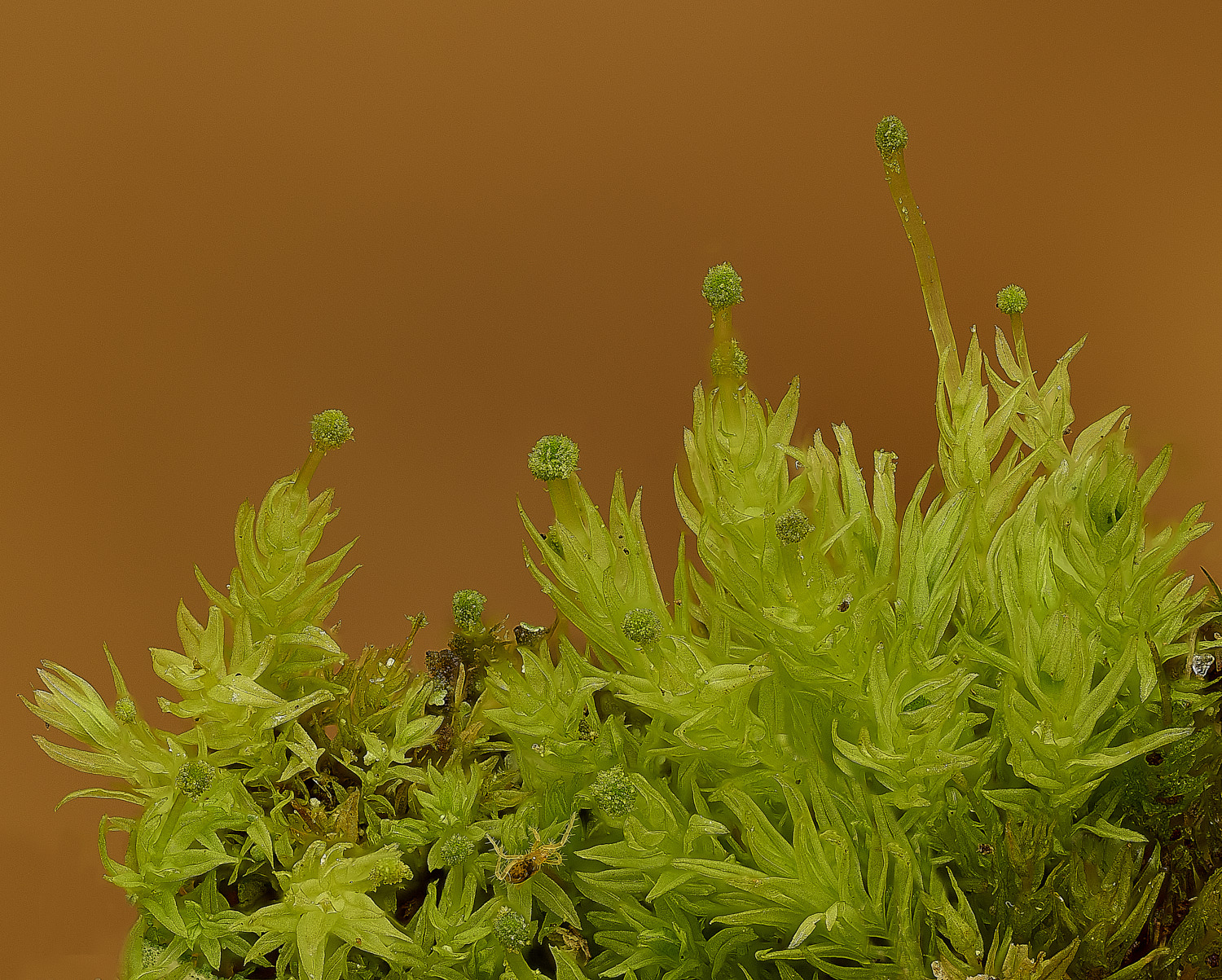 DersinghamFenAulocomniumandrogynum010326-1