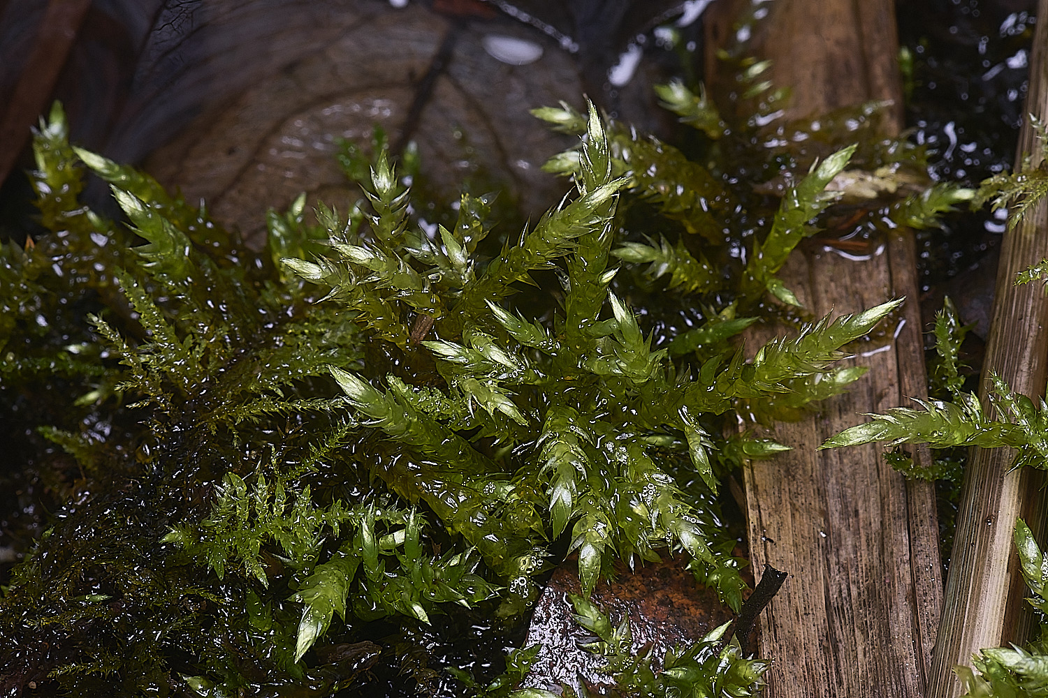 DersinghamFenBrachytheciumrivulare010326-1