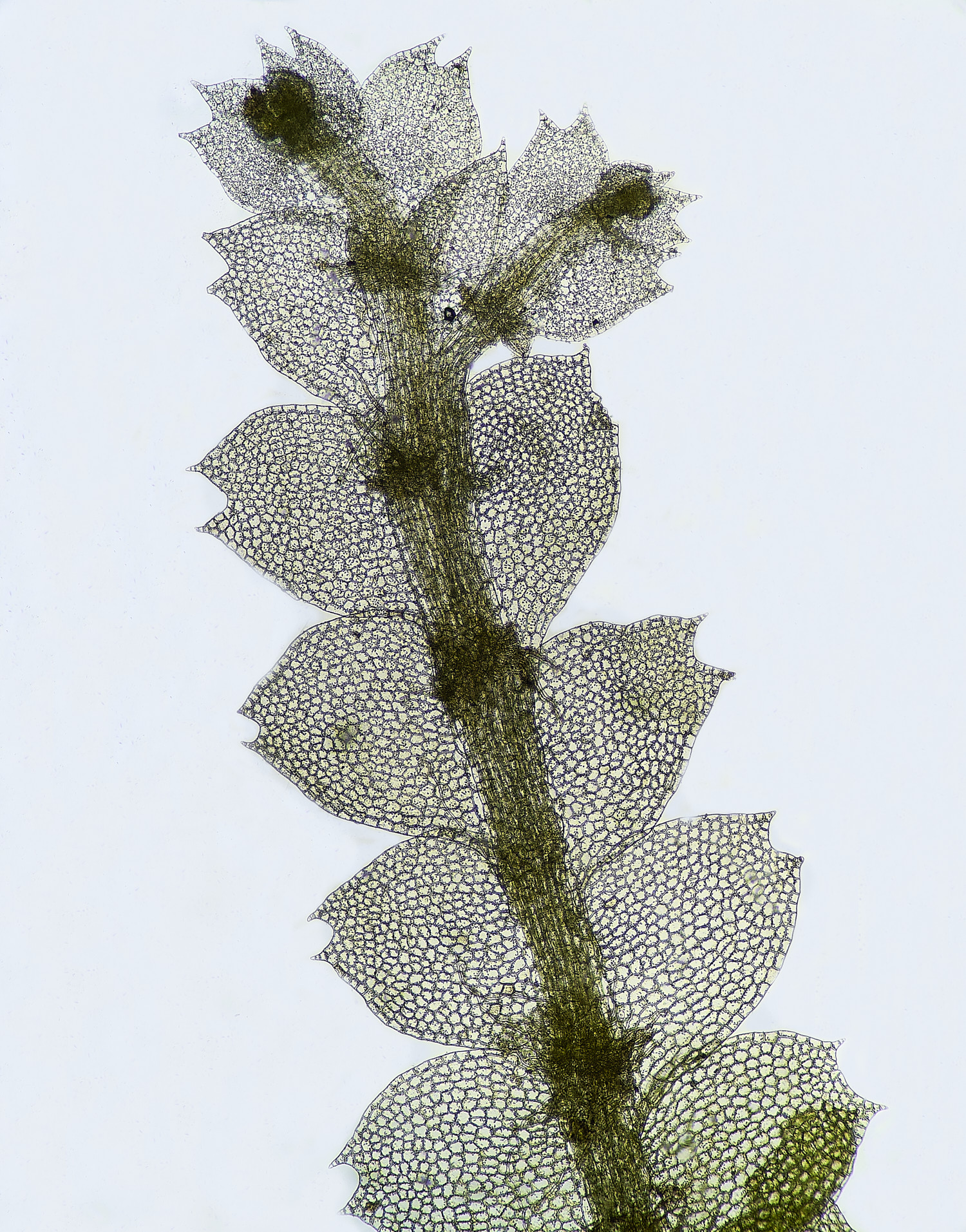 DersinghamFenCalypogeiaargutta010326-1