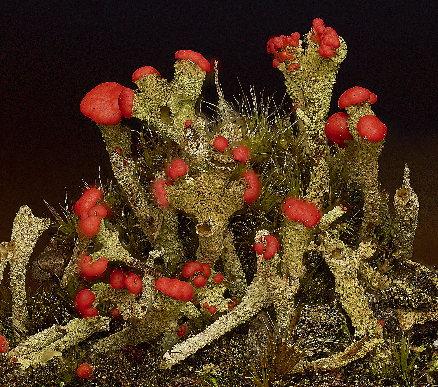 DersinghamFenCladoniaSP010326-1