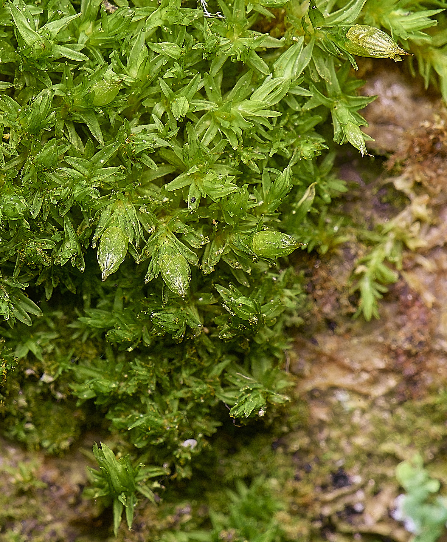 DersinghamFenOrthotrichumtenellum010326-3