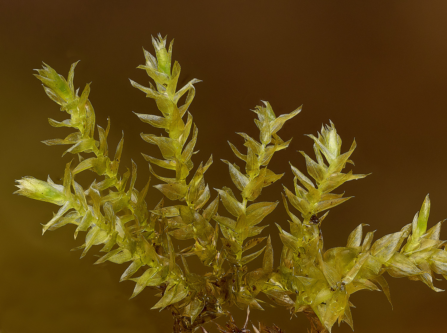 DersinghamFenOxyrhynchiumhians010326-2