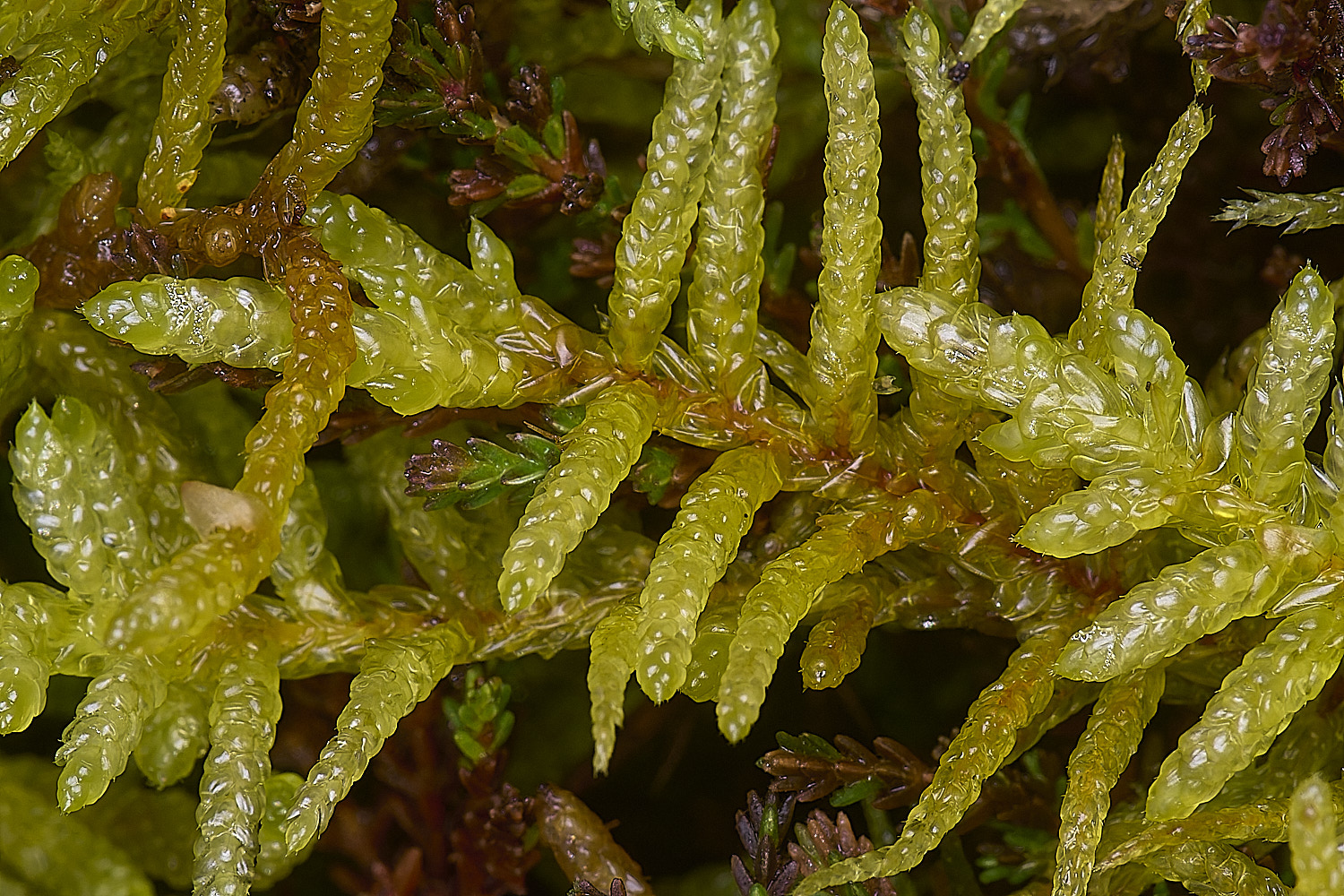 DersinghamFenPleuroziumschreberi010326-1