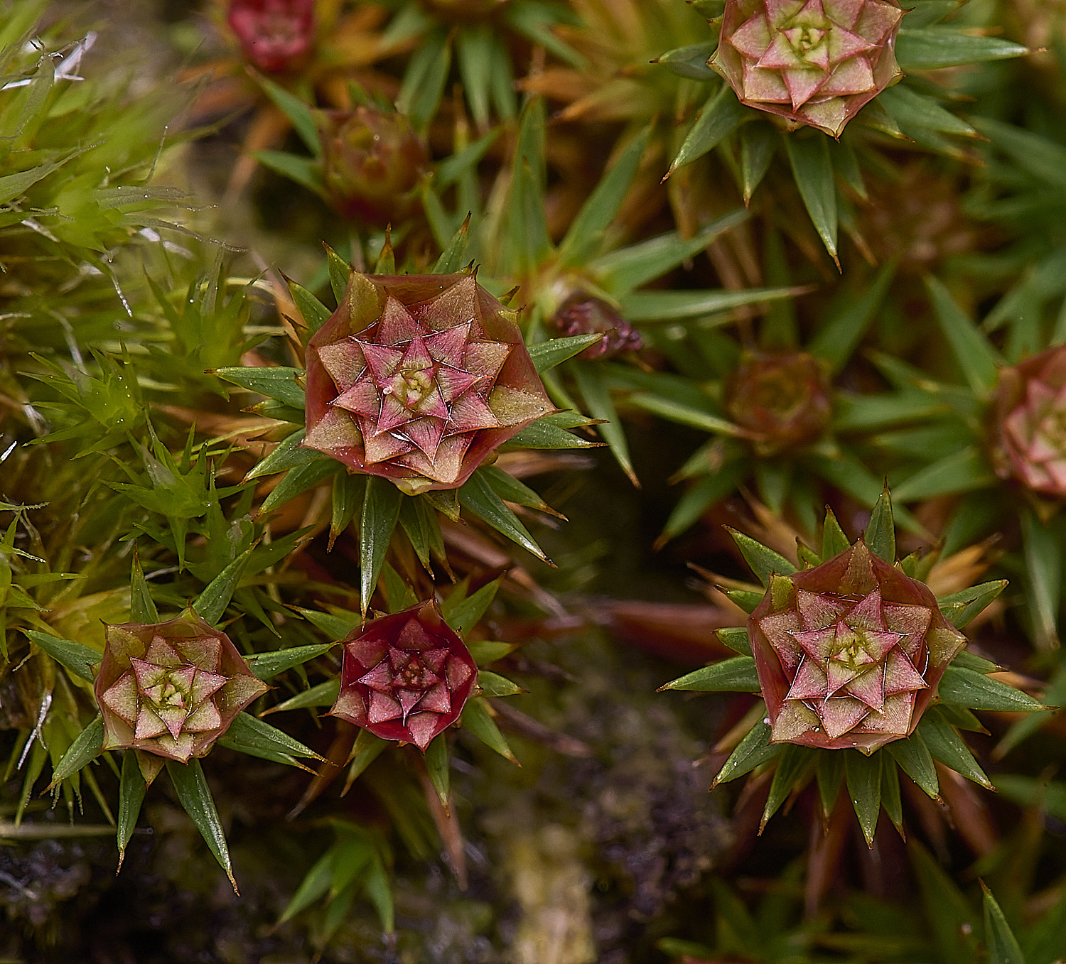 DersinghamFenPolytrichumjuniperinum010326-2