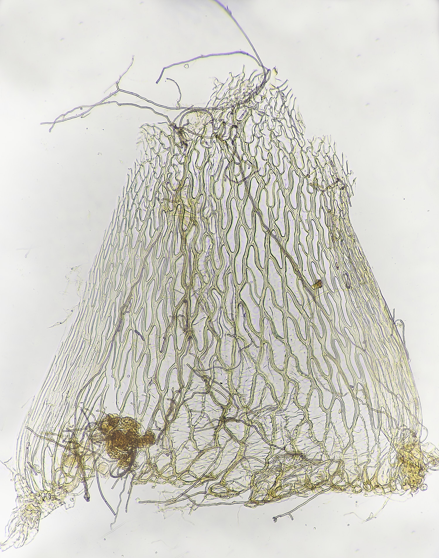 DersinghamFenSphagnumcompactum010326-1 1