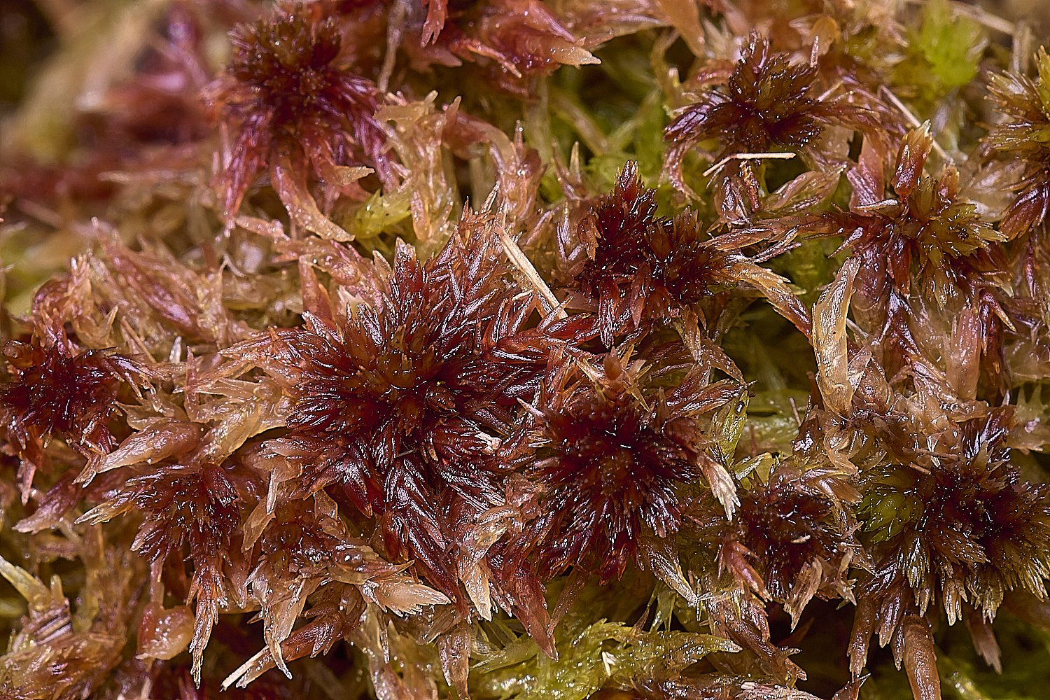 DersinghamFenSphagnumsubnitens010326-1