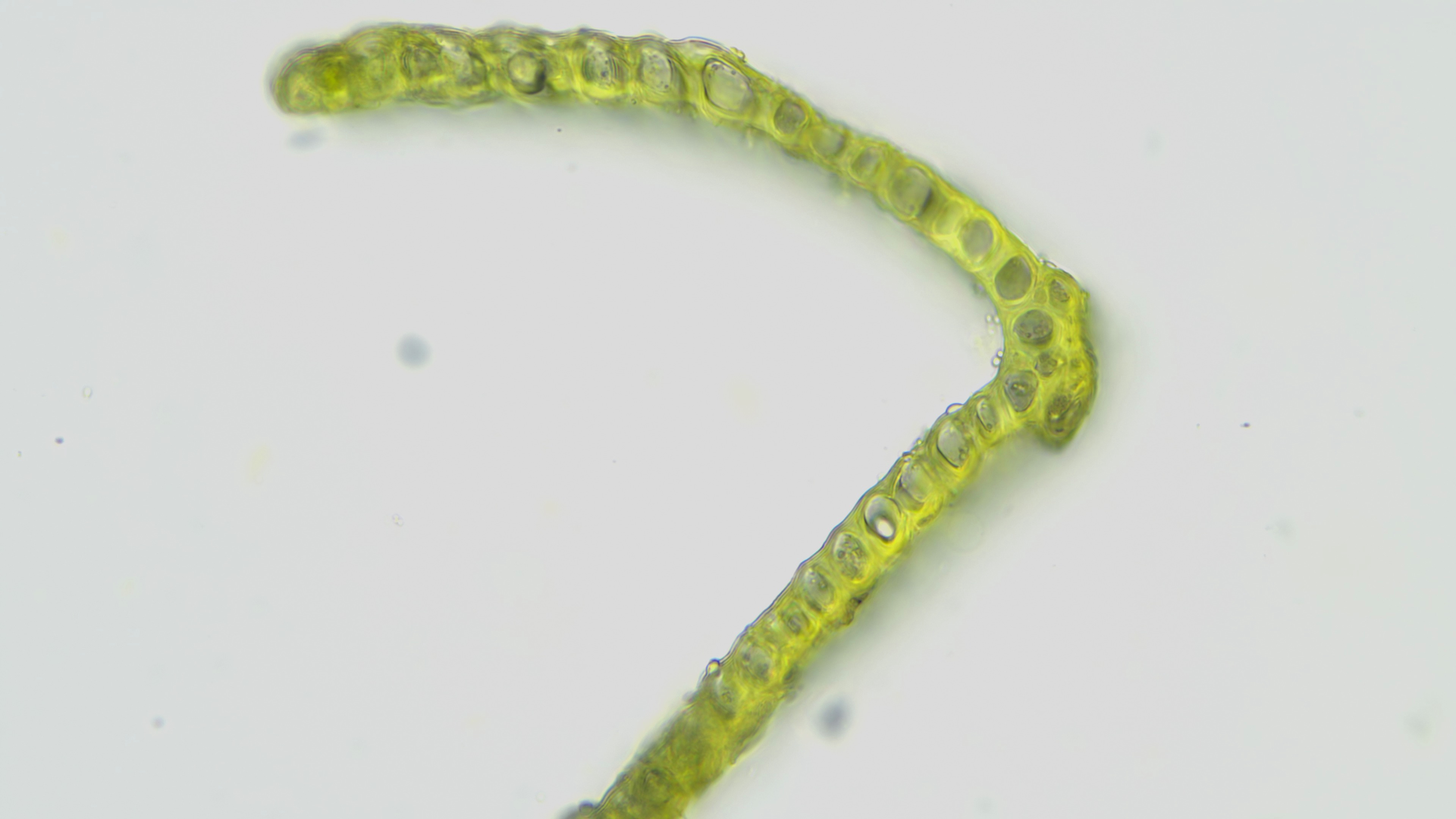 Dicranum bonjeanii xsection costa x200 Gayton Thorpe Common