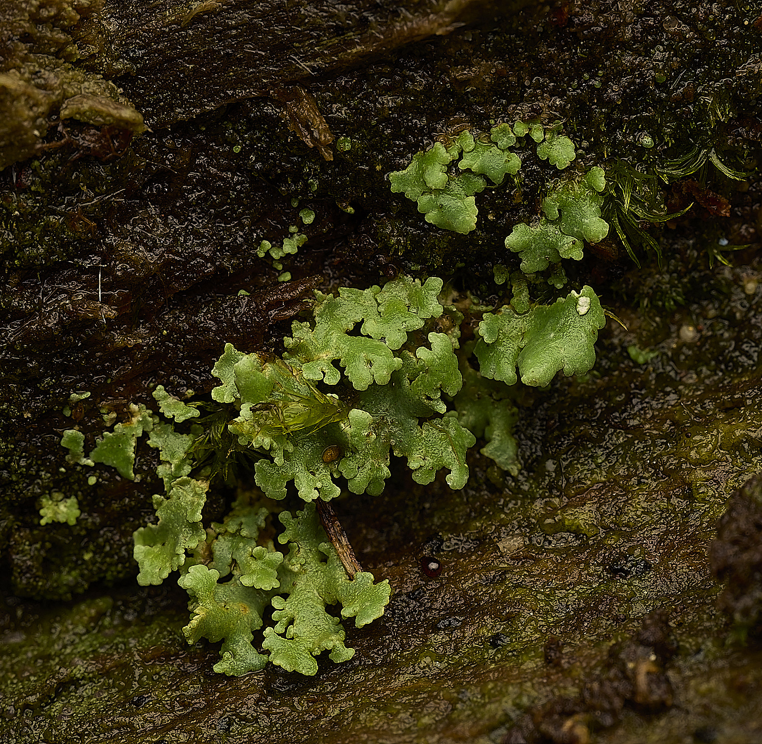 FelbrigCladoniaSp160226-1