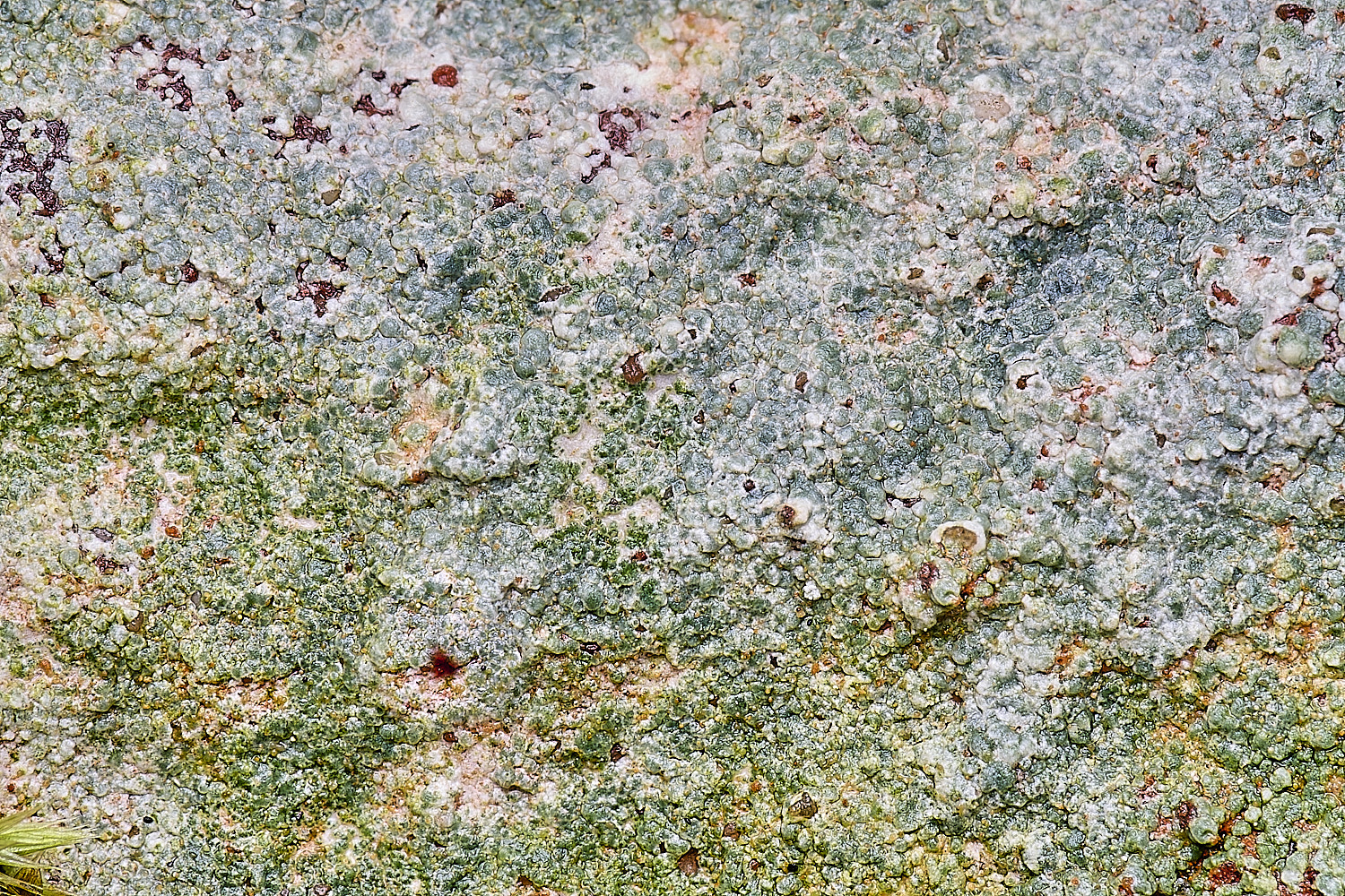 FelbriggBayomyvesrufus210226-1